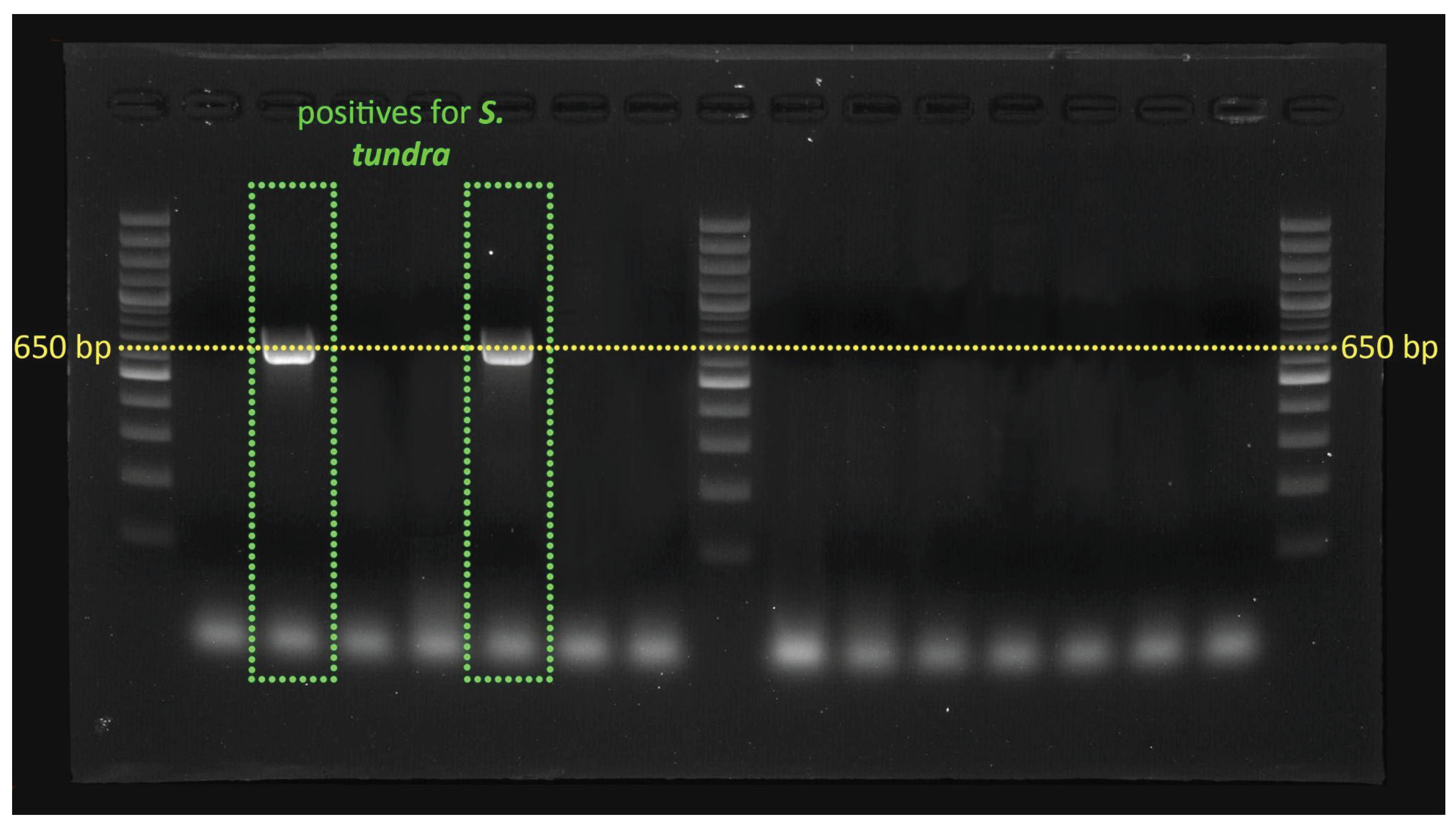 Preprints 103551 g002b