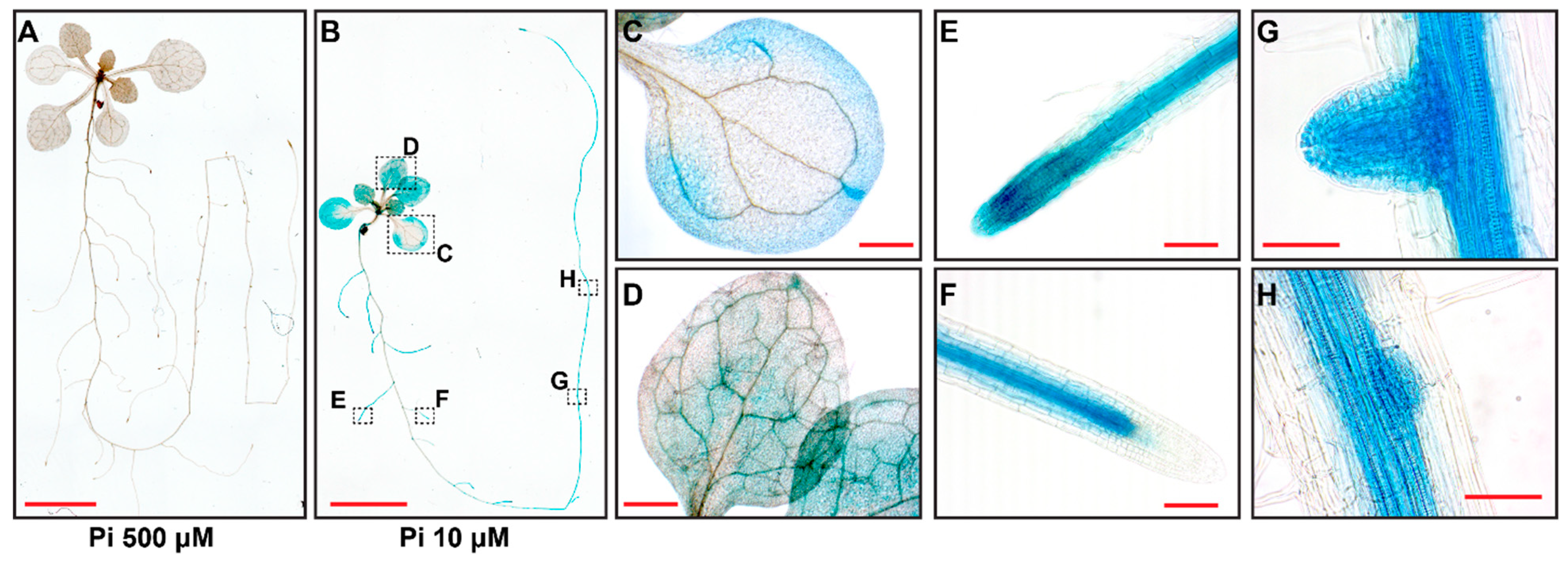 Preprints 82415 g002