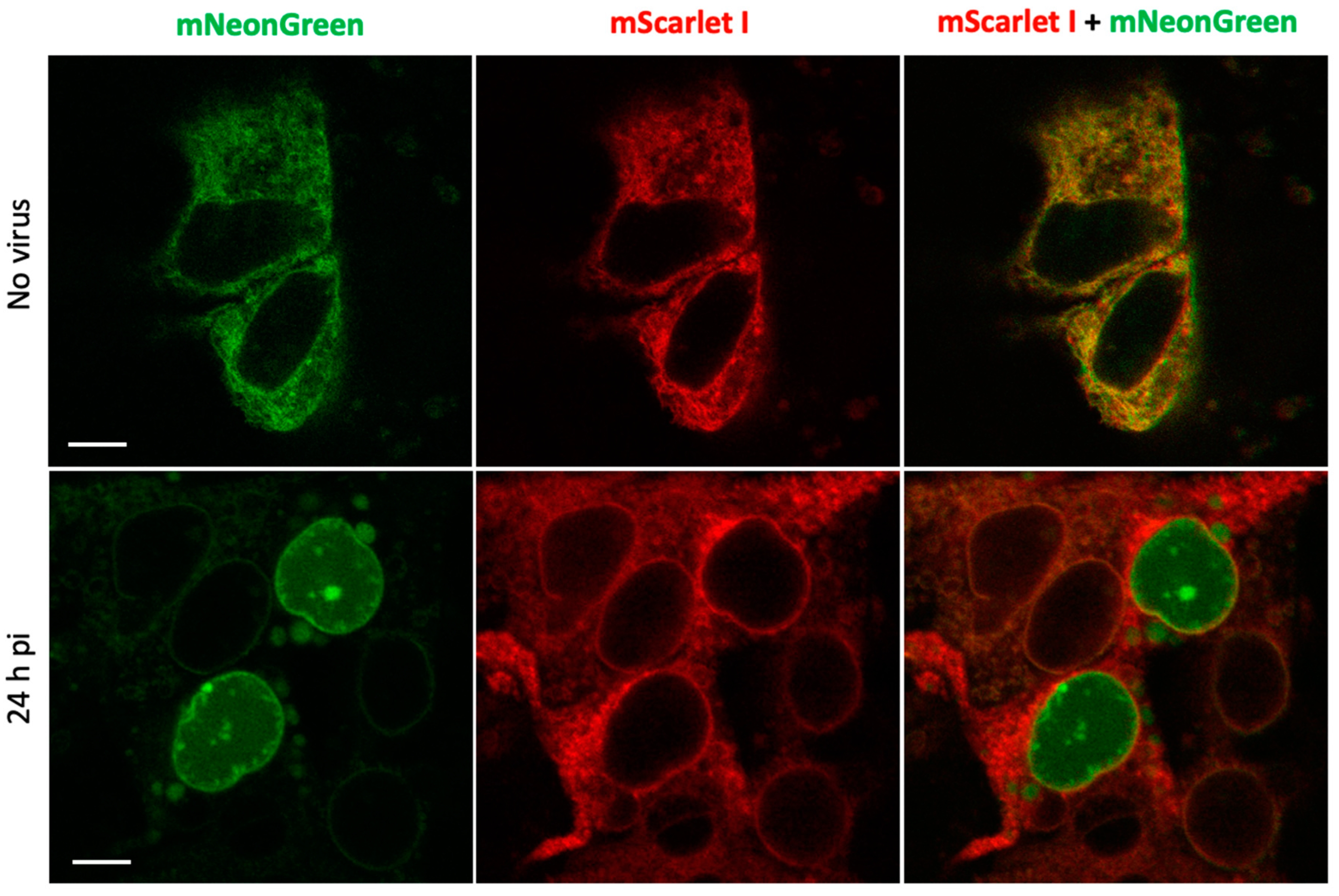 Preprints 106433 g004