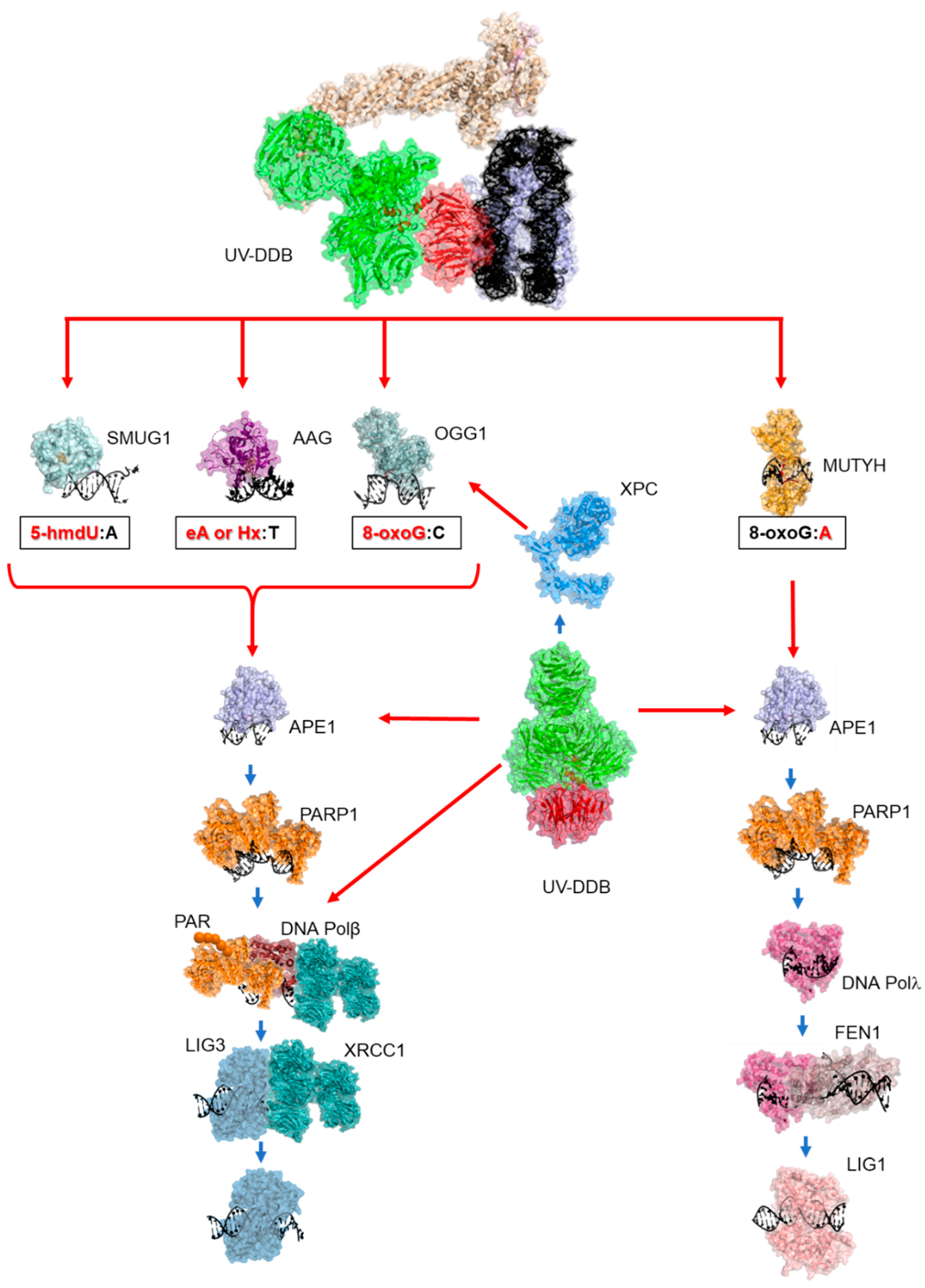 Preprints 74948 g005