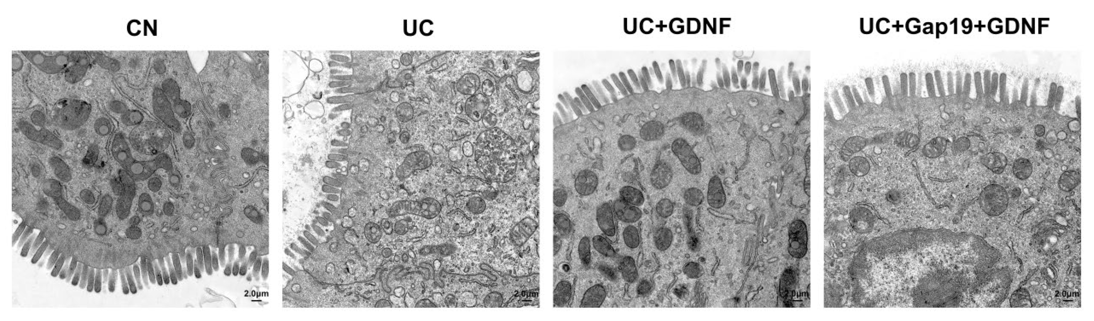 Preprints 113170 g007