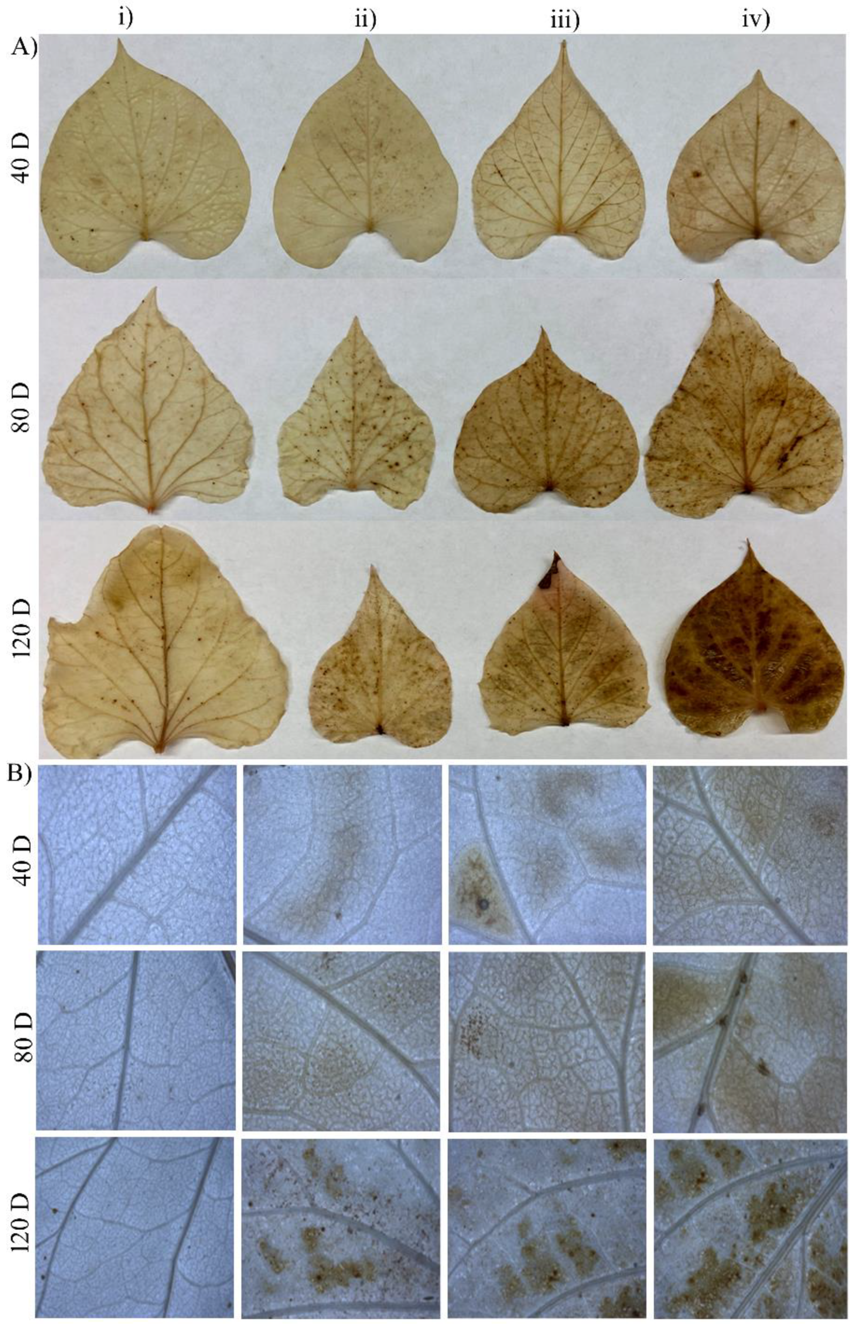 Preprints 90561 g002