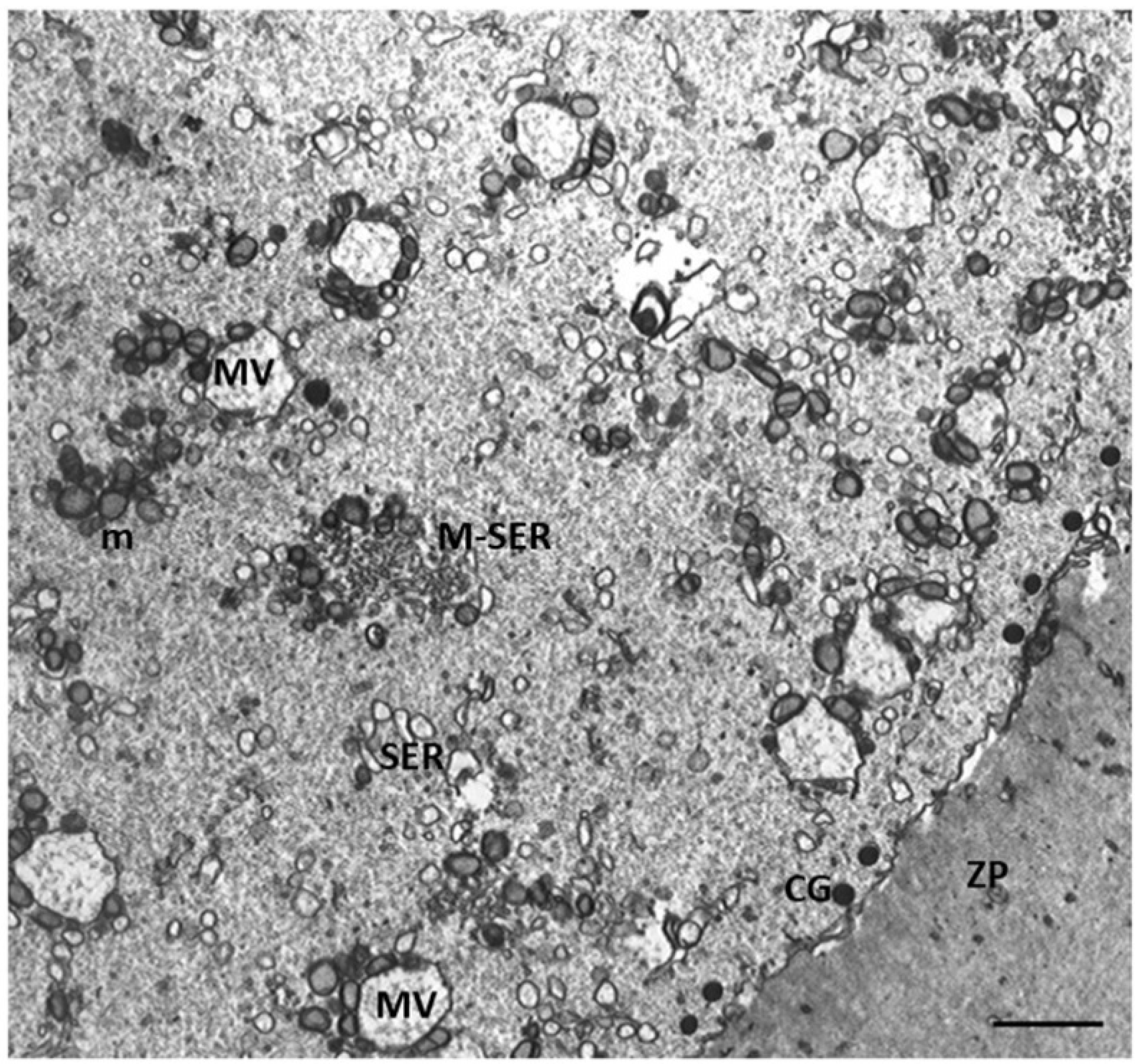 Preprints 87645 g002