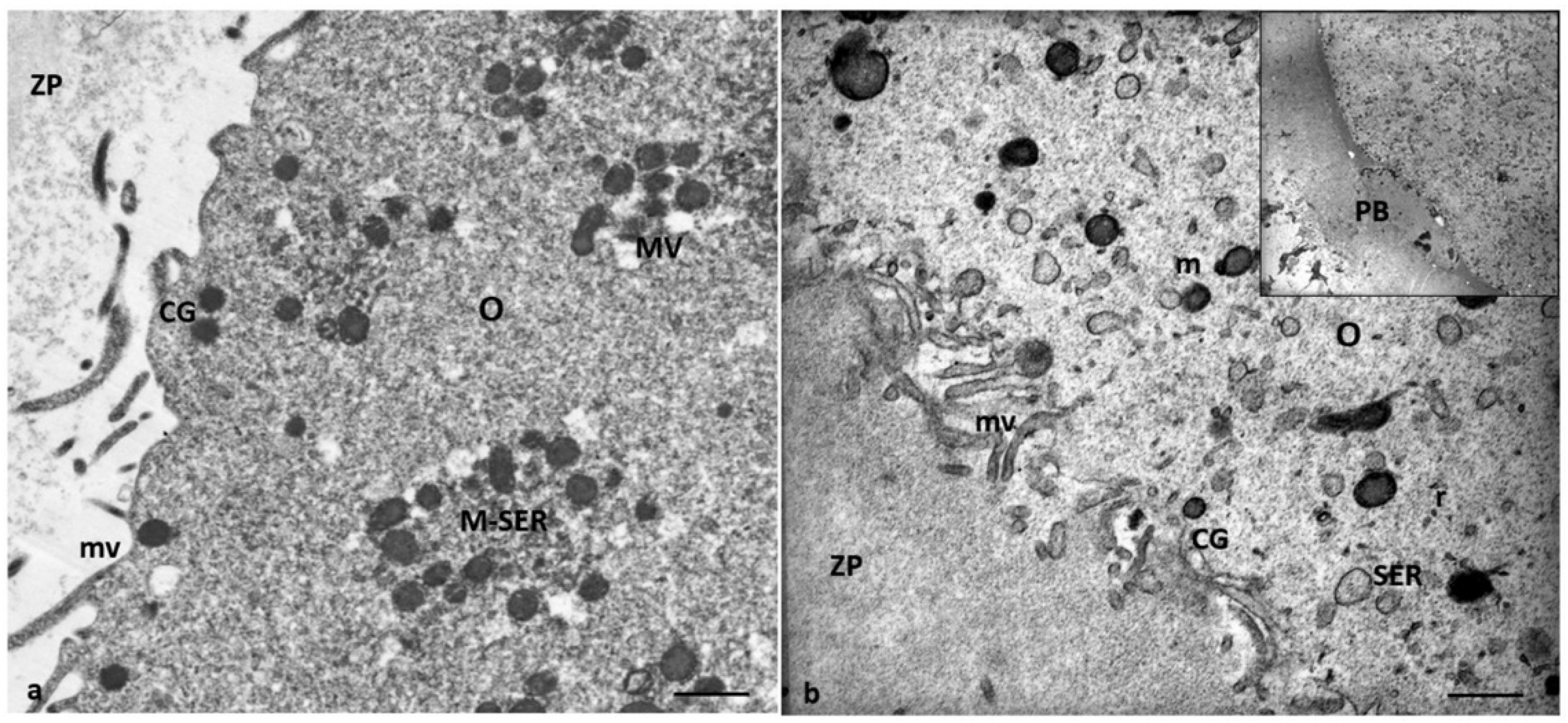 Preprints 87645 g003