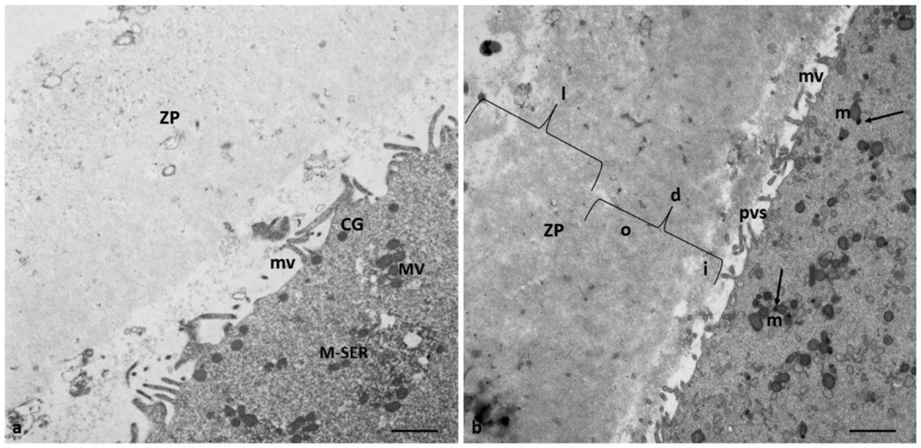 Preprints 87645 g004