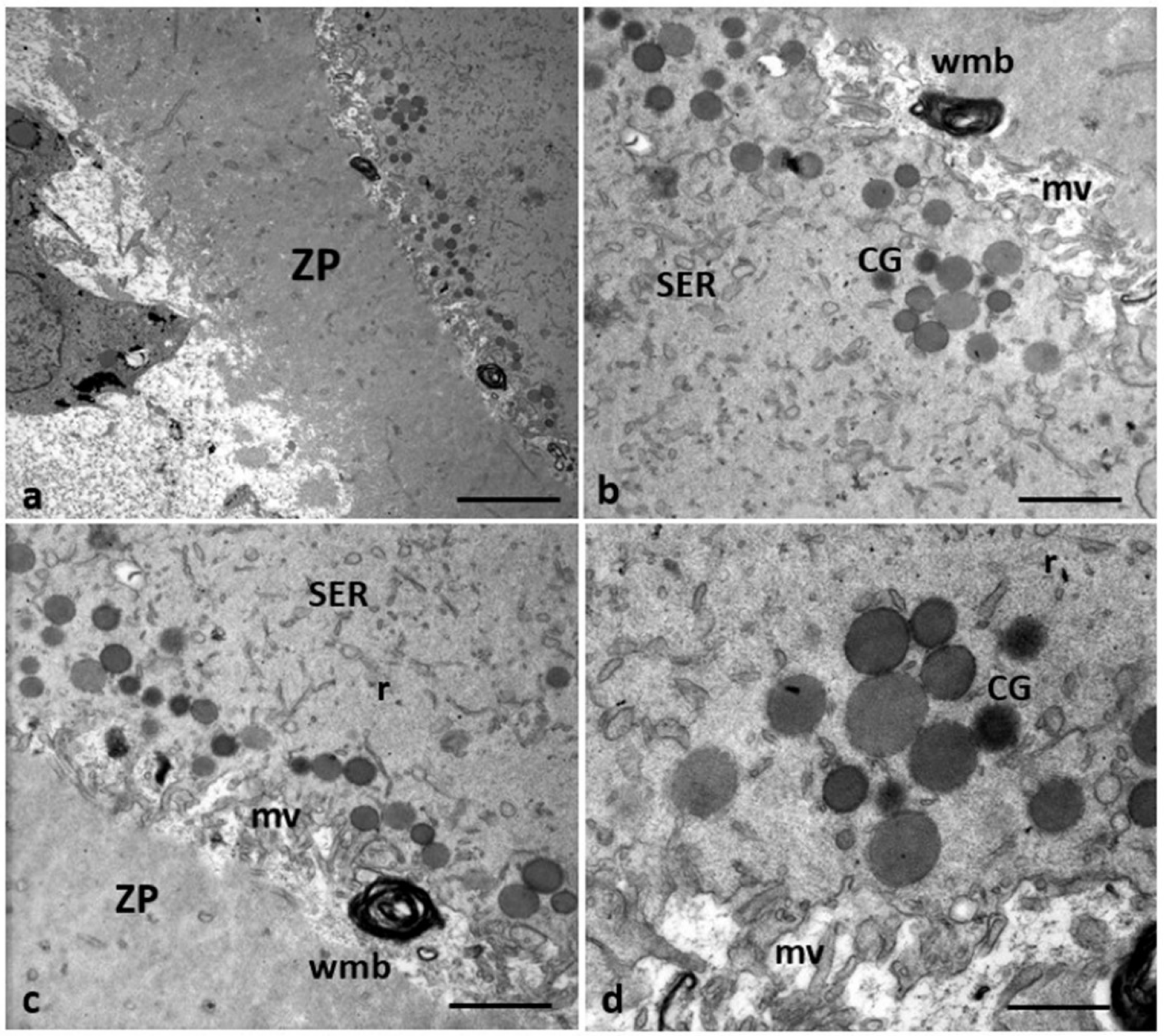 Preprints 87645 g005