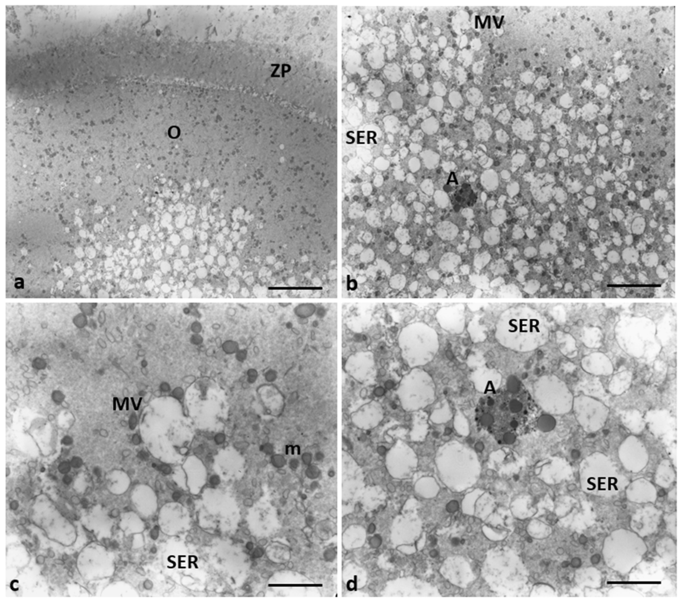 Preprints 87645 g006