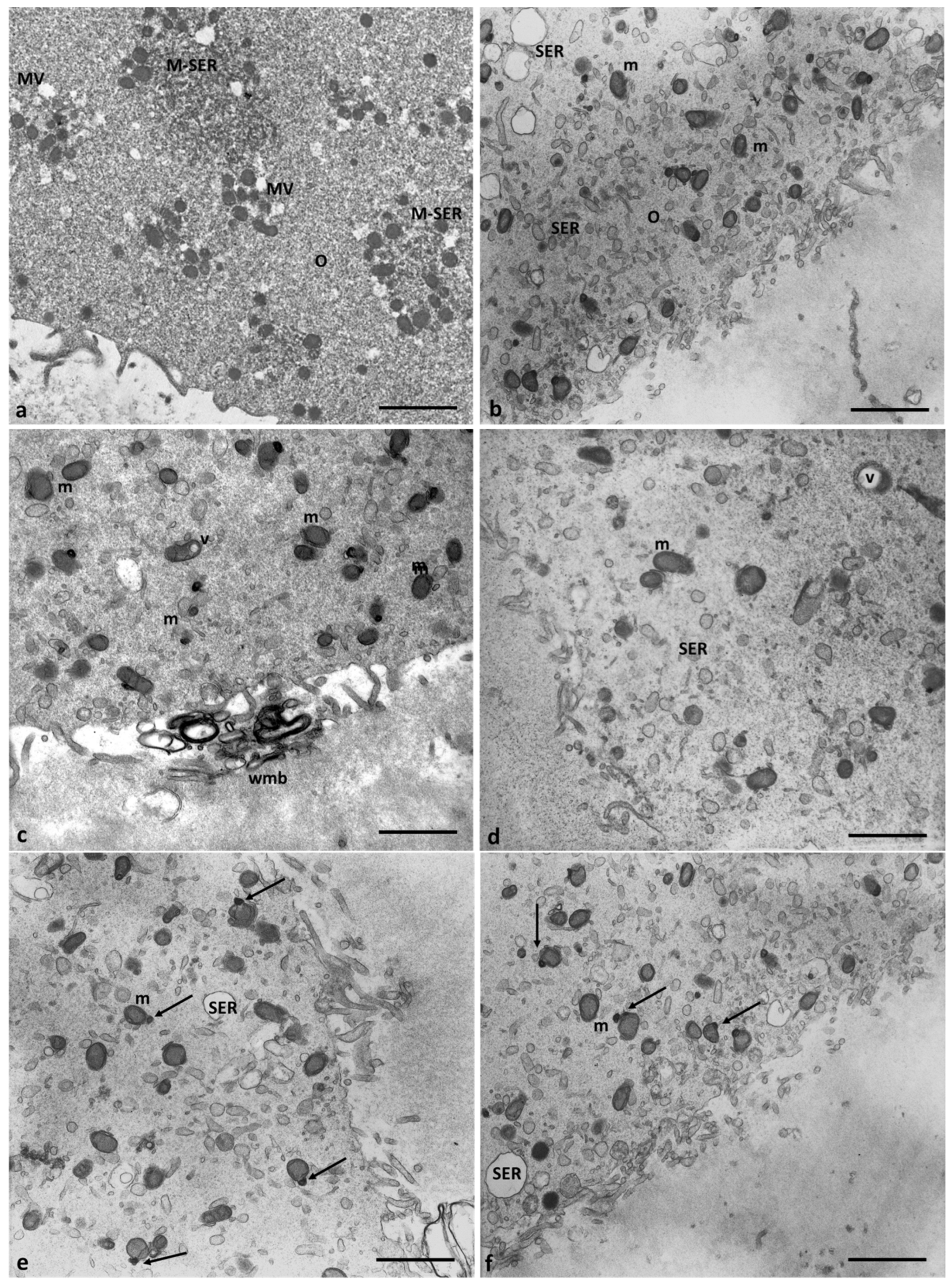 Preprints 87645 g007