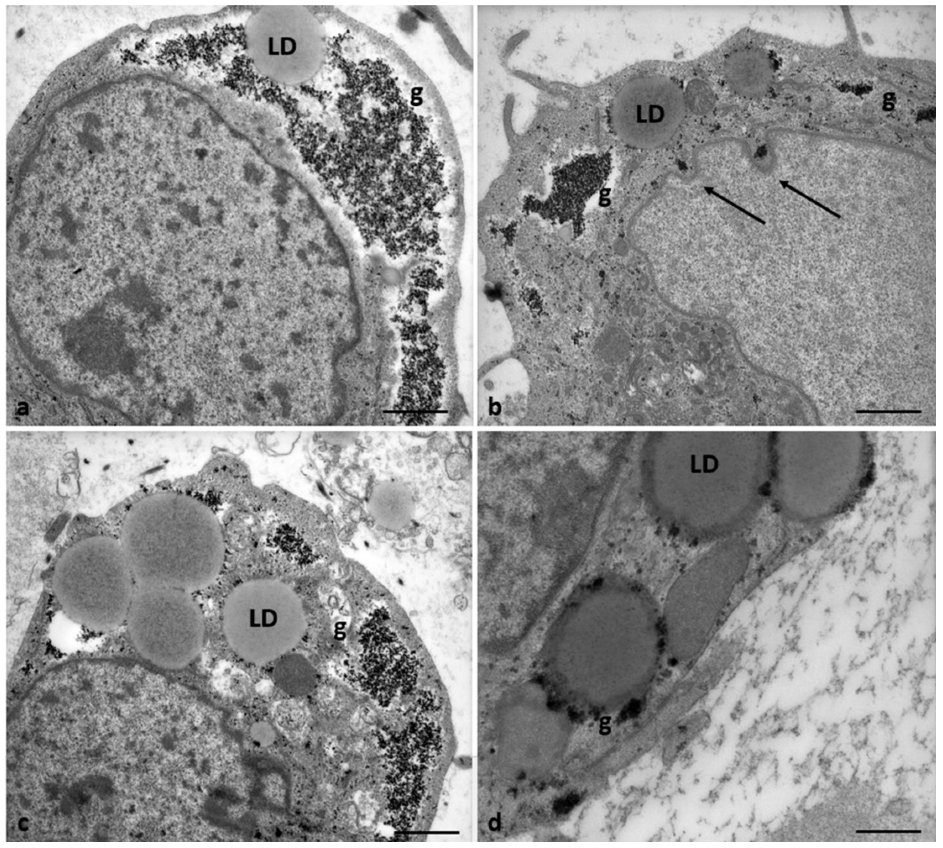 Preprints 87645 g010