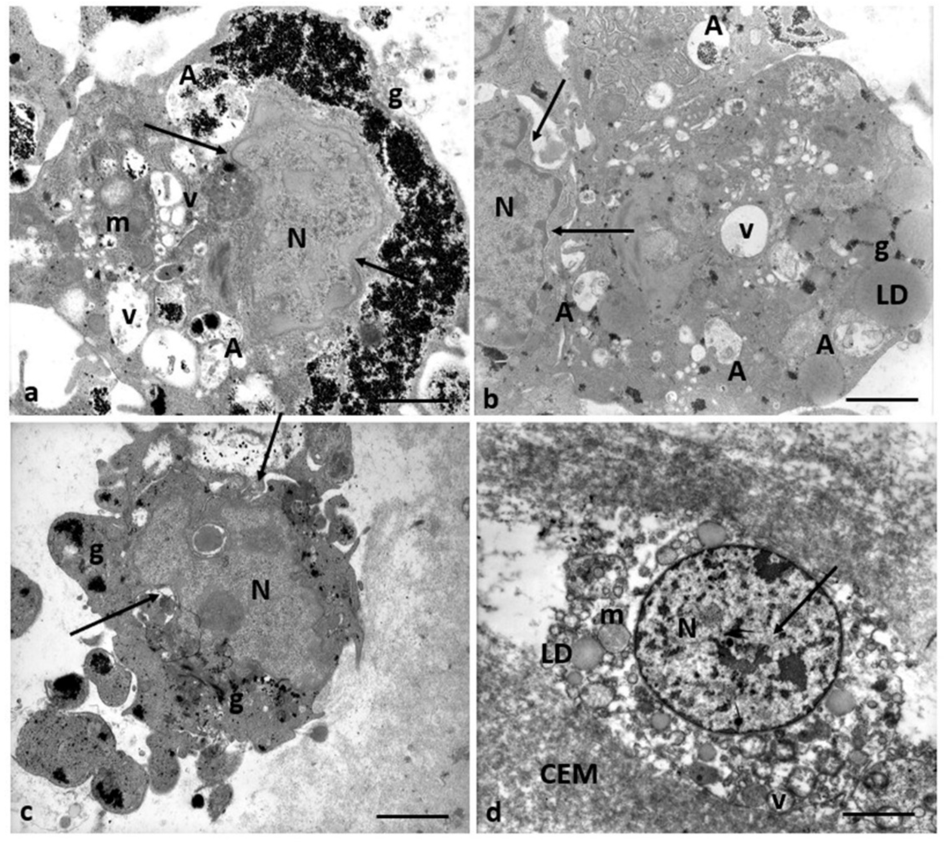 Preprints 87645 g011