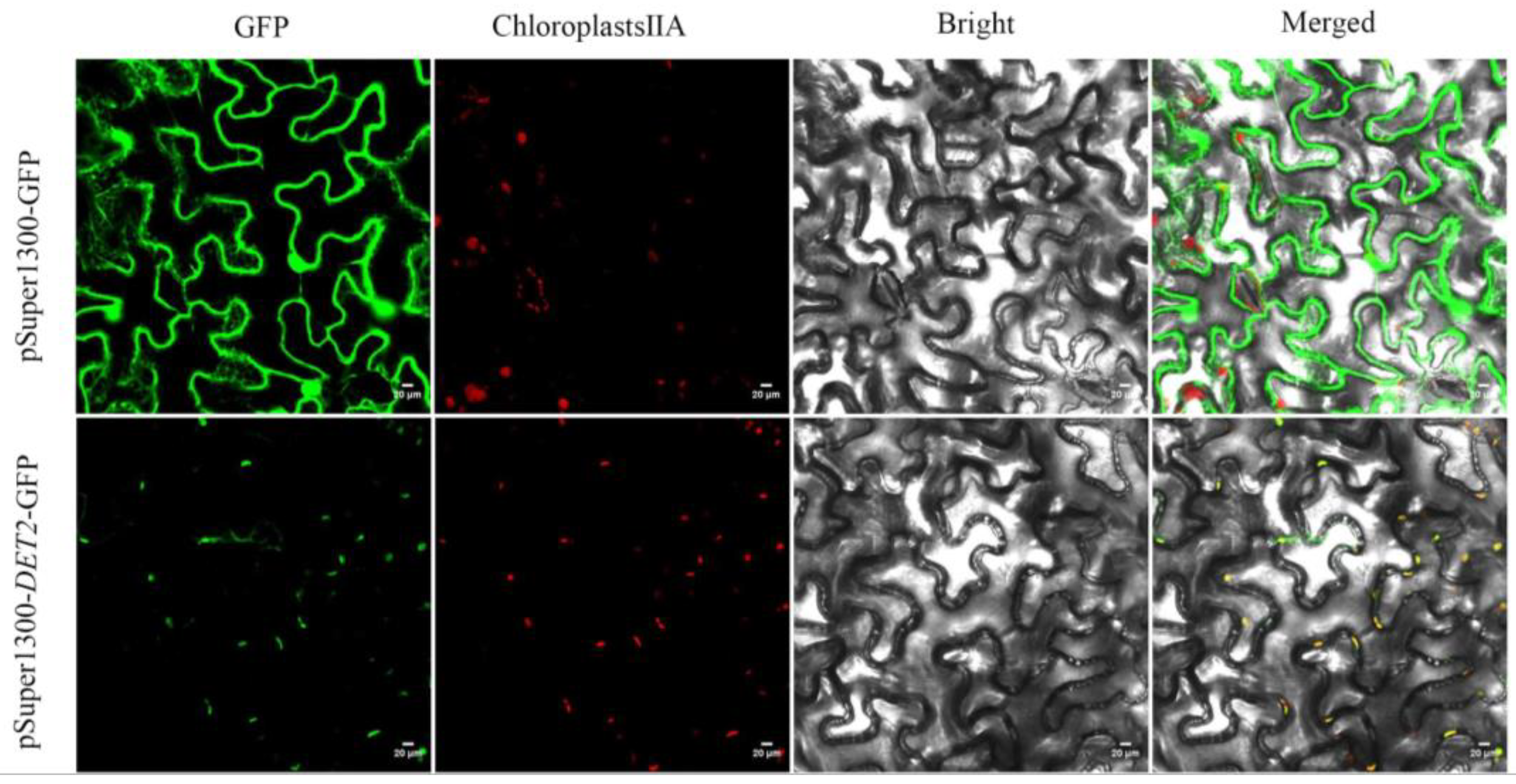 Preprints 92991 g010