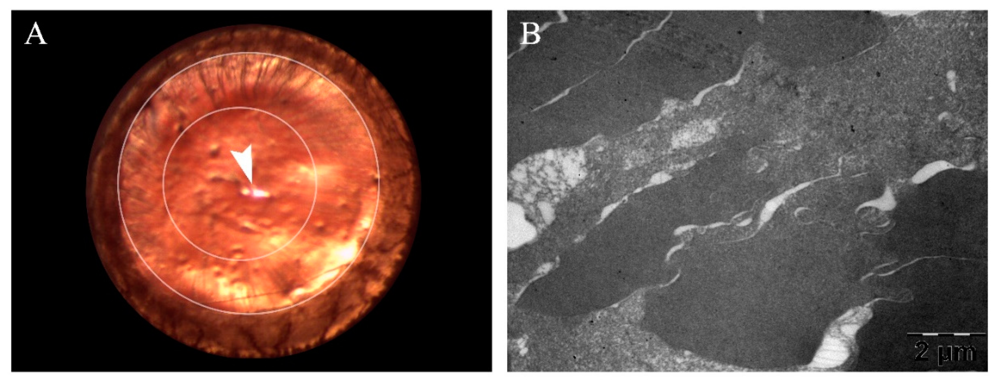 Preprints 81272 g001