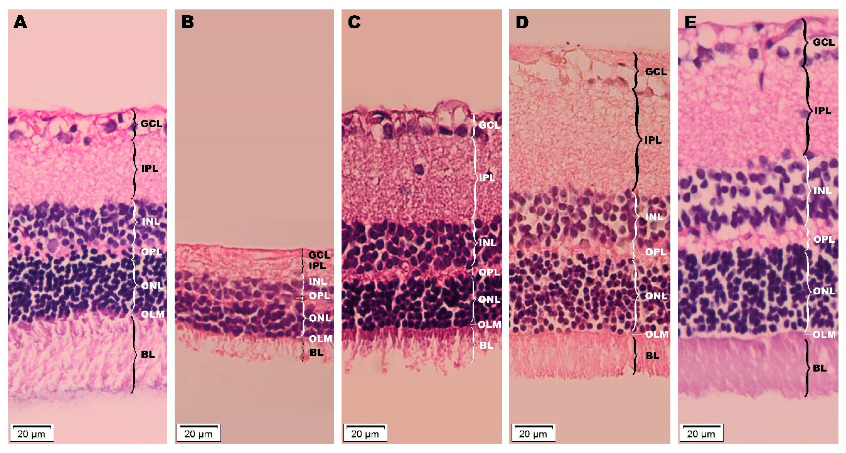 Preprints 81272 g011