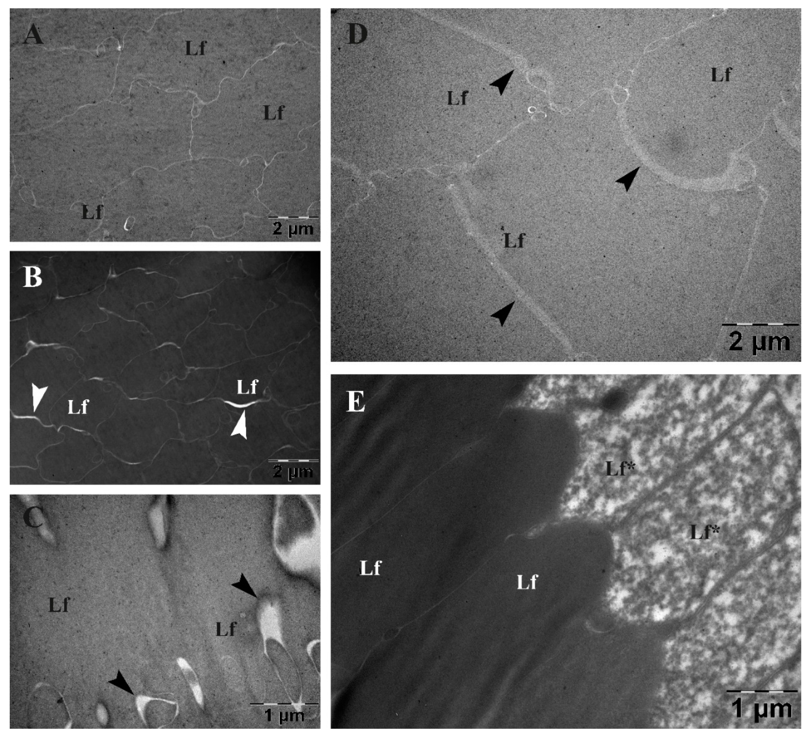 Preprints 81272 g012