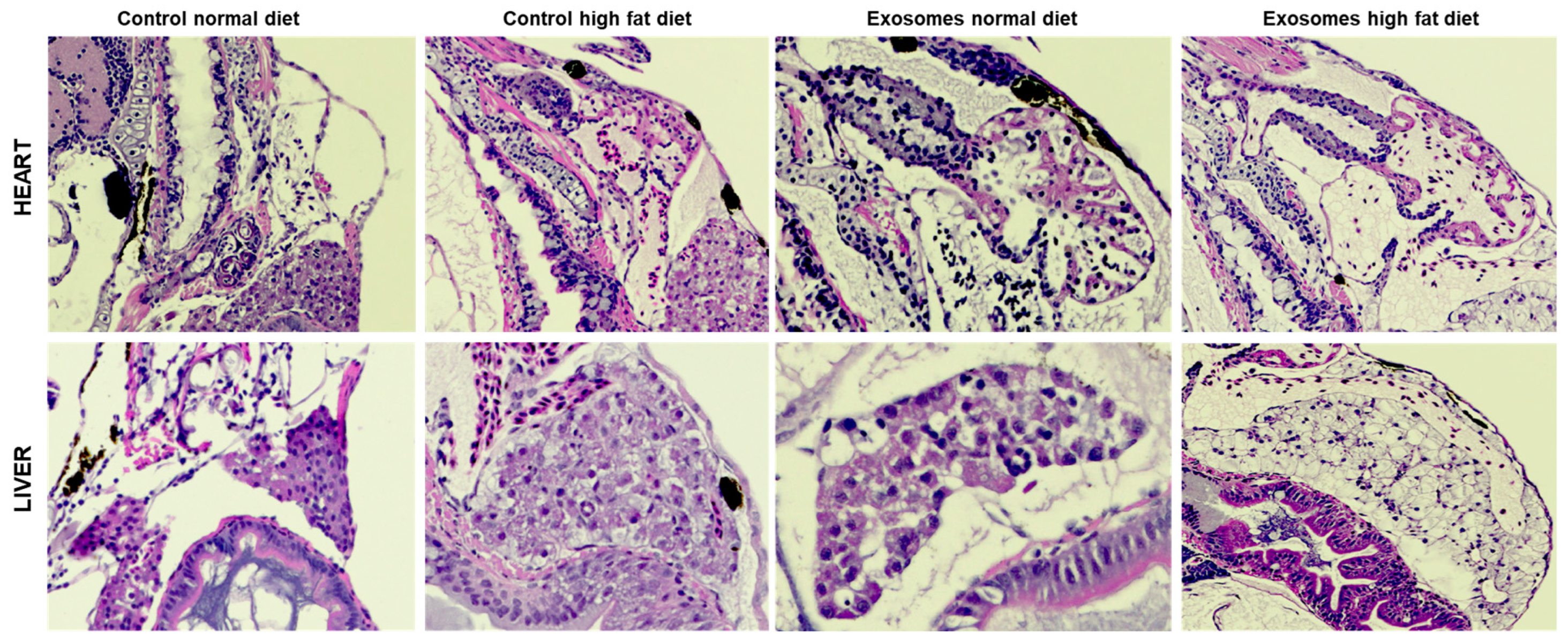 Preprints 98385 g005