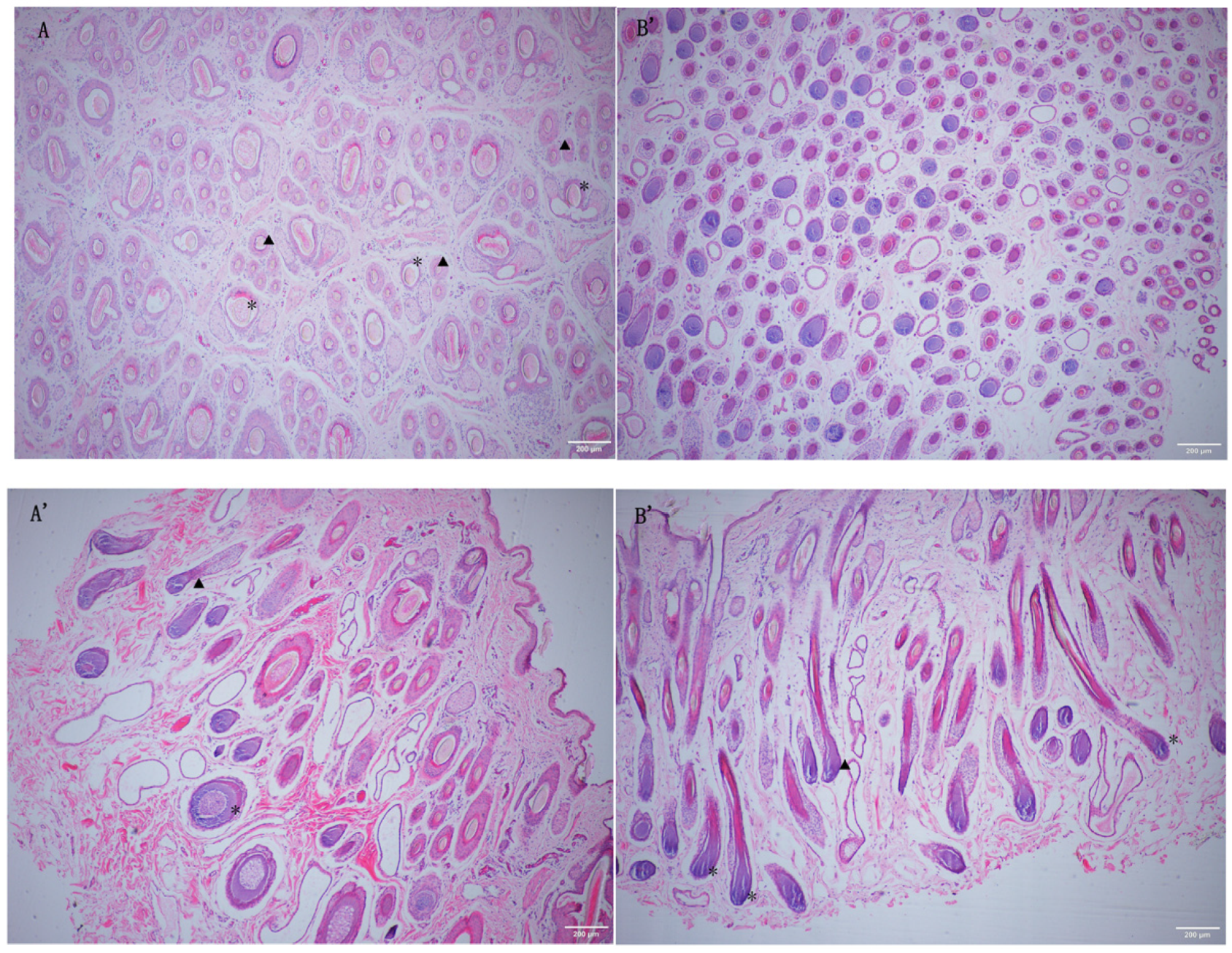 Preprints 91807 g001