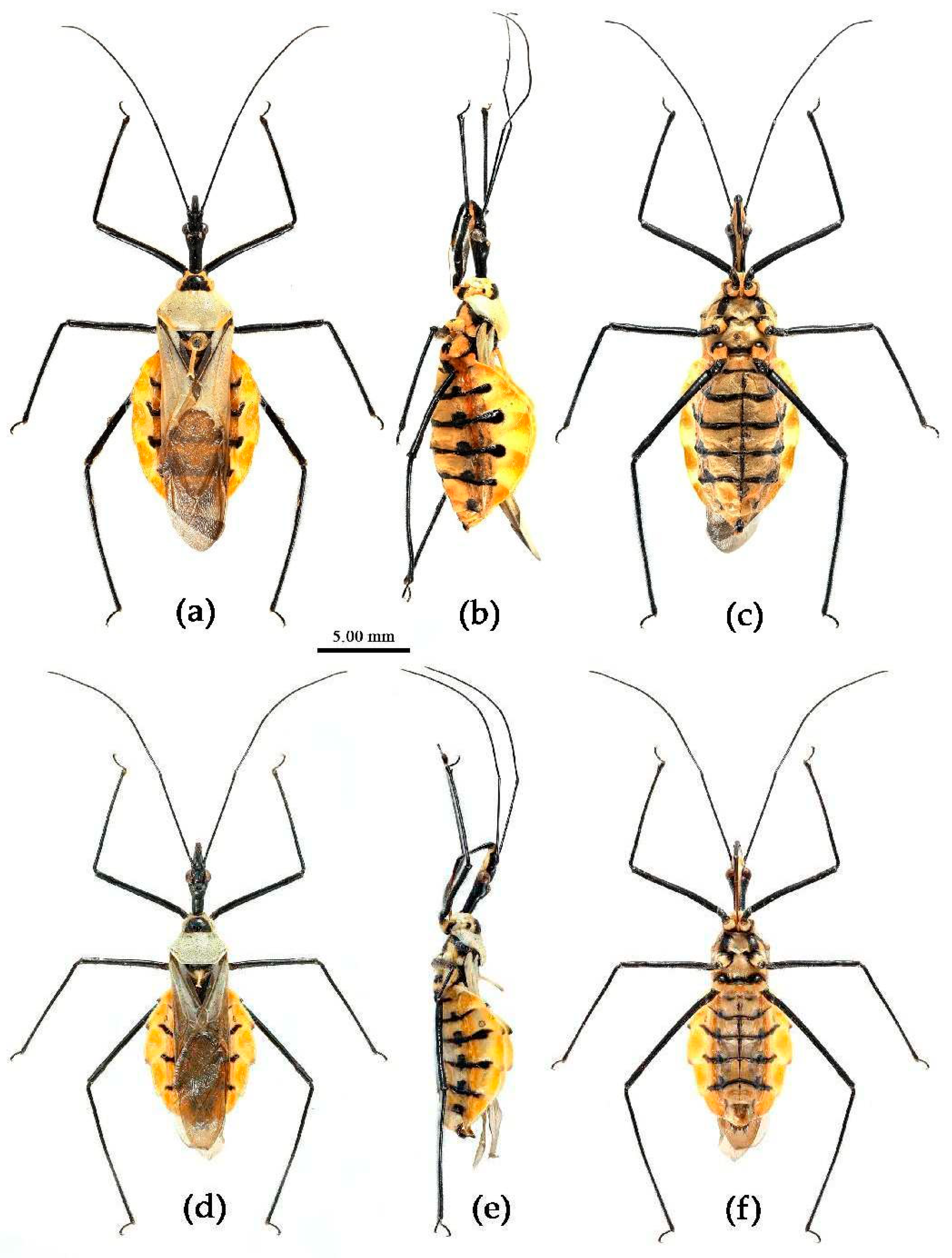 Preprints 83999 g015