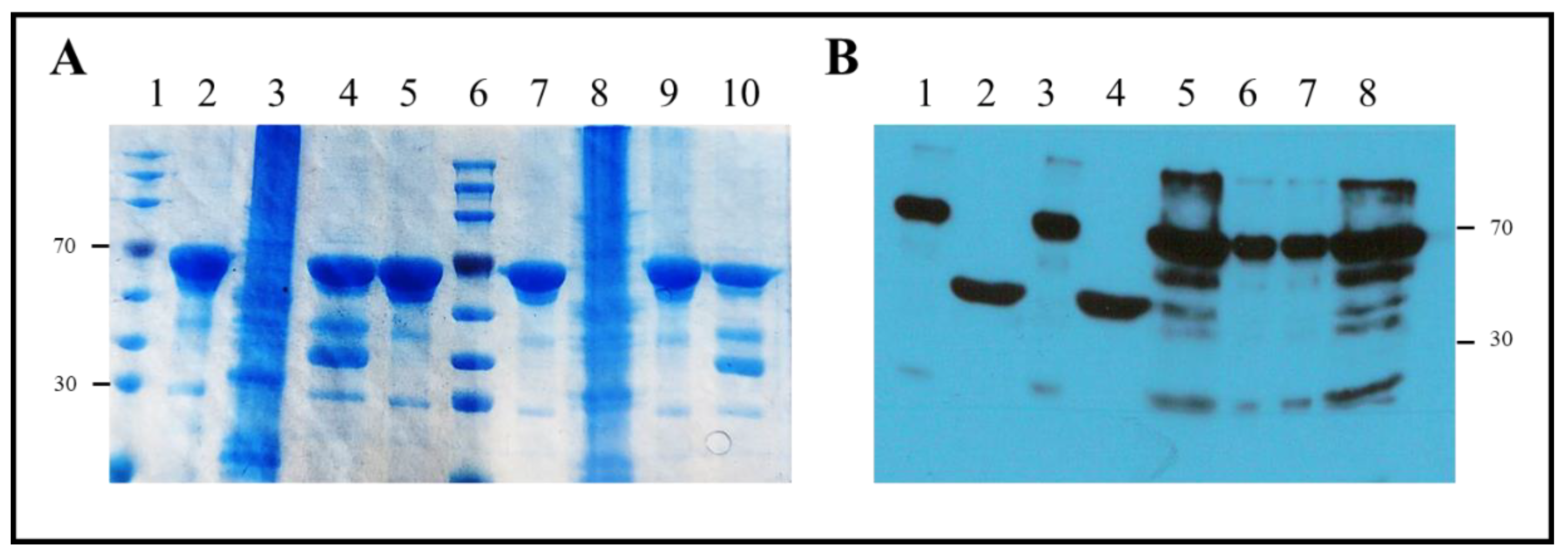 Preprints 109263 g006