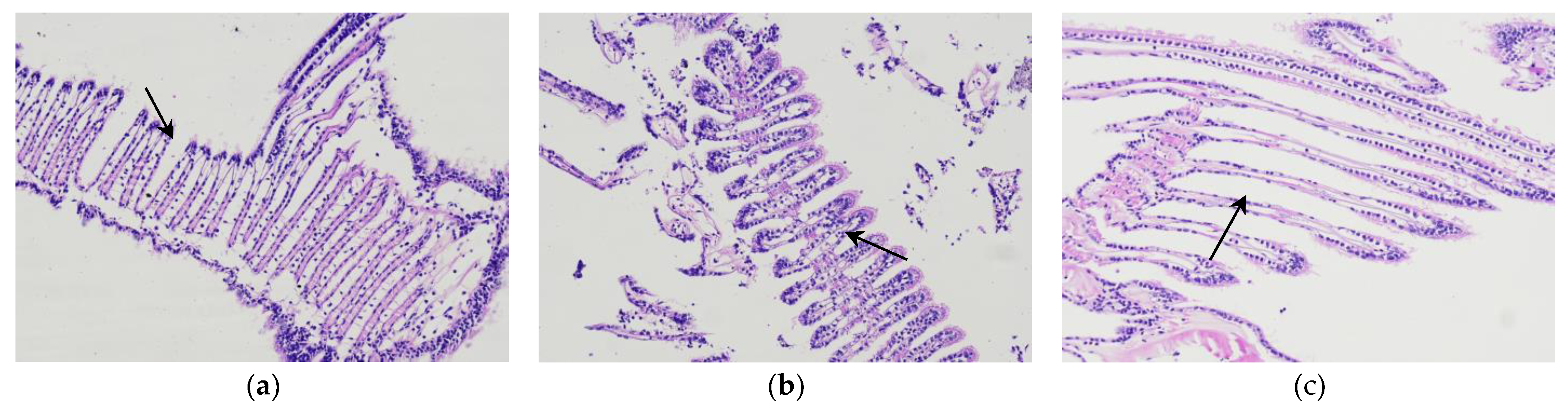 Preprints 77663 g004