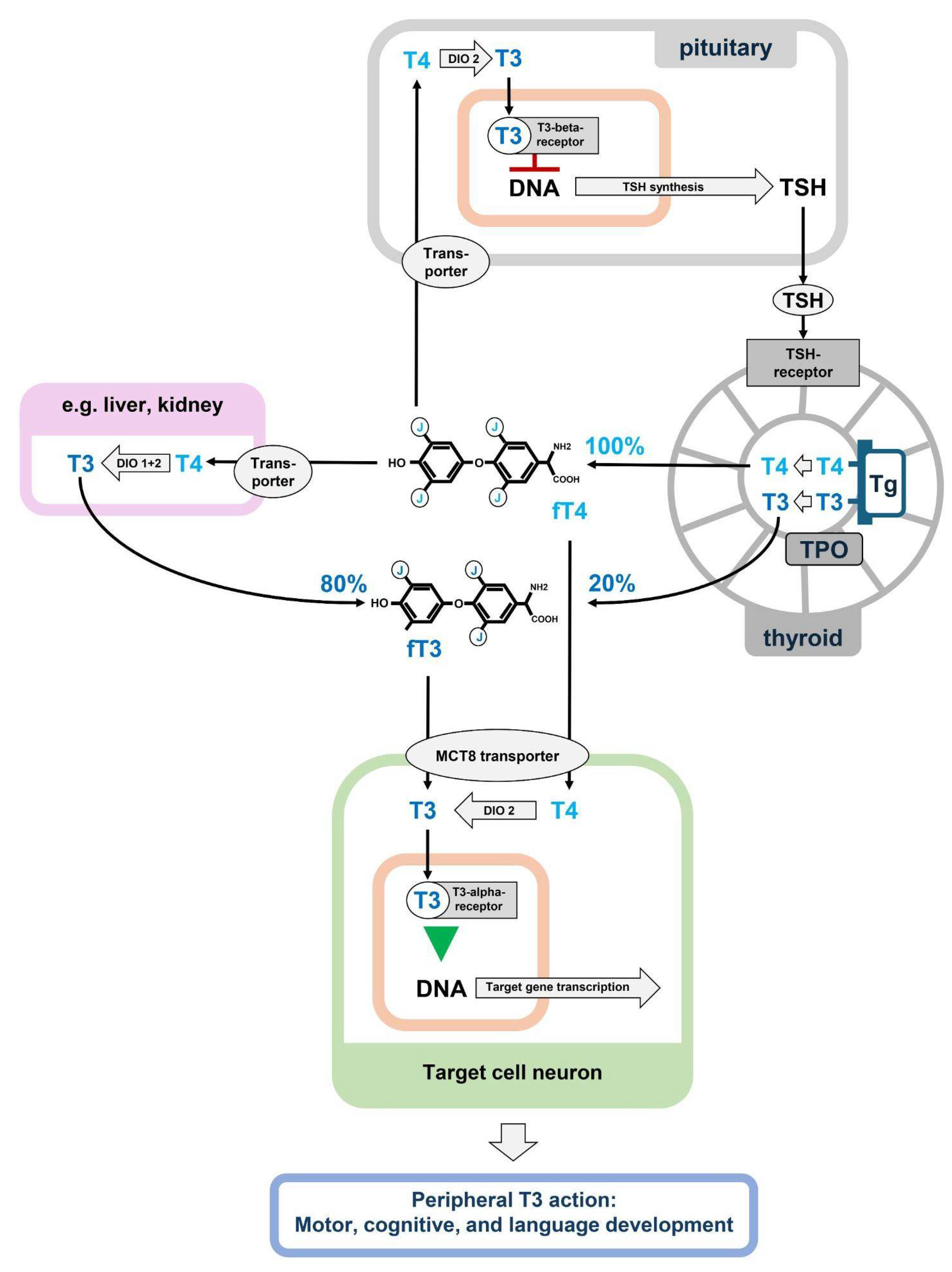 Preprints 110909 g001