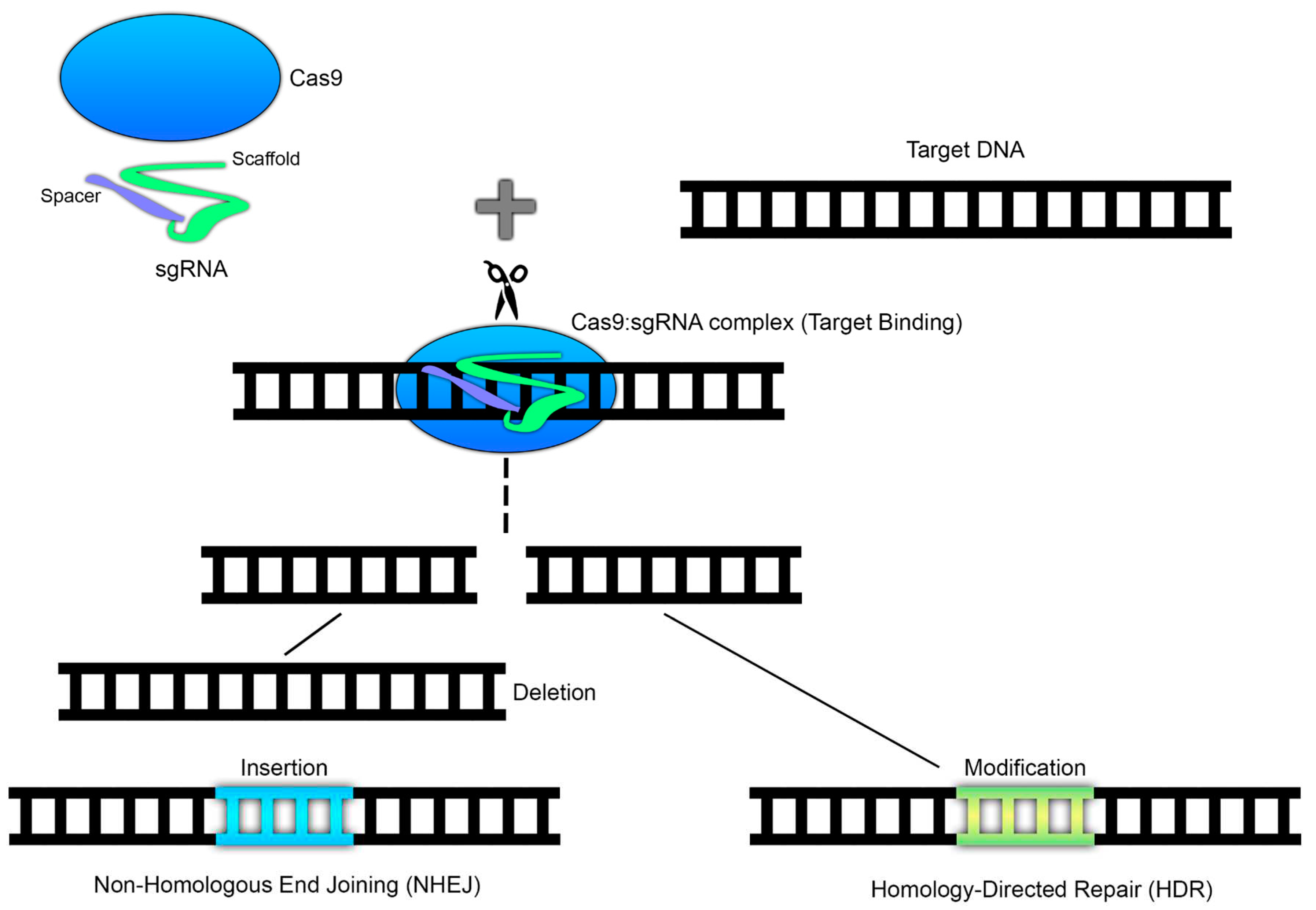 Preprints 74712 g005