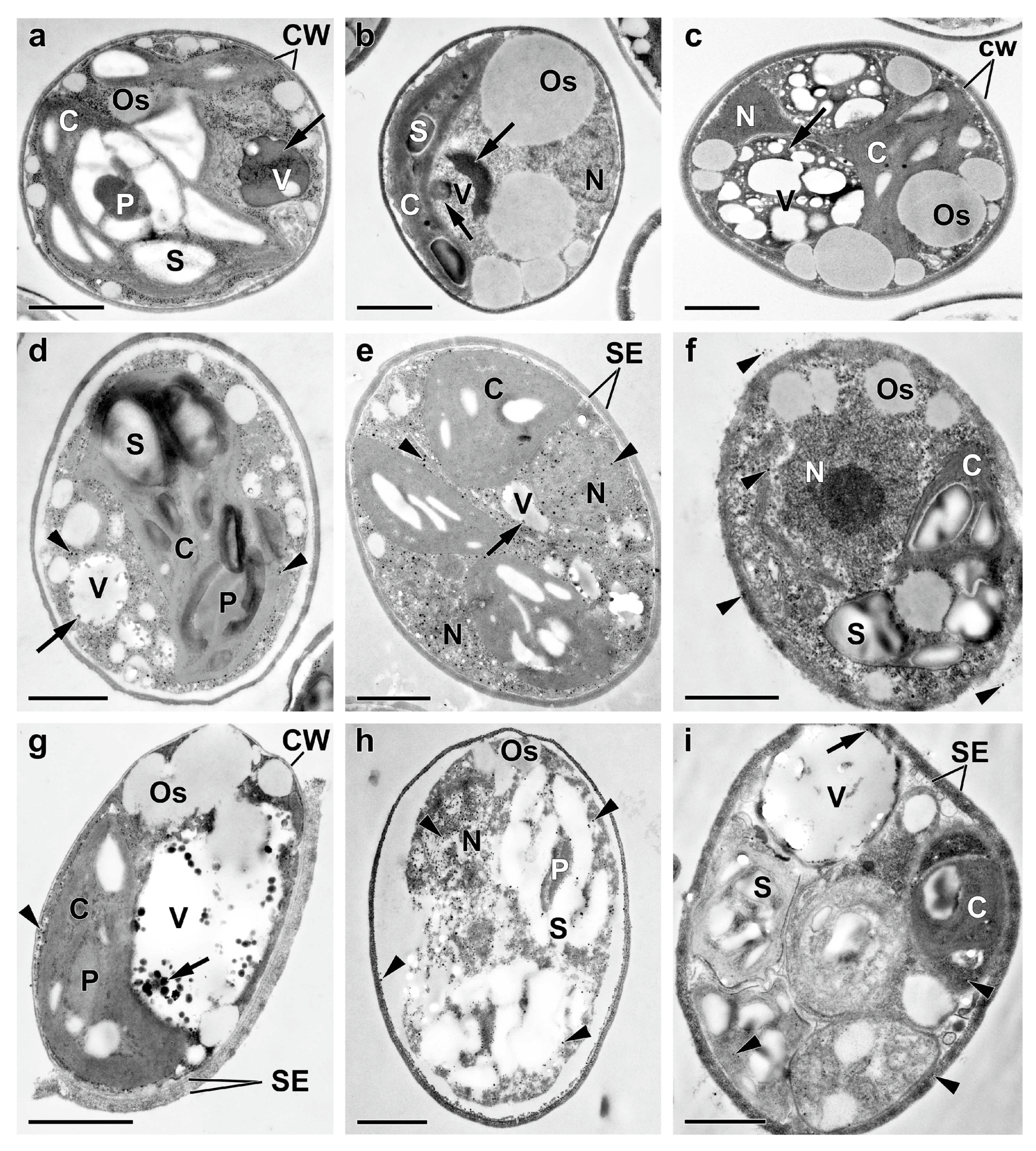 Preprints 71430 g005