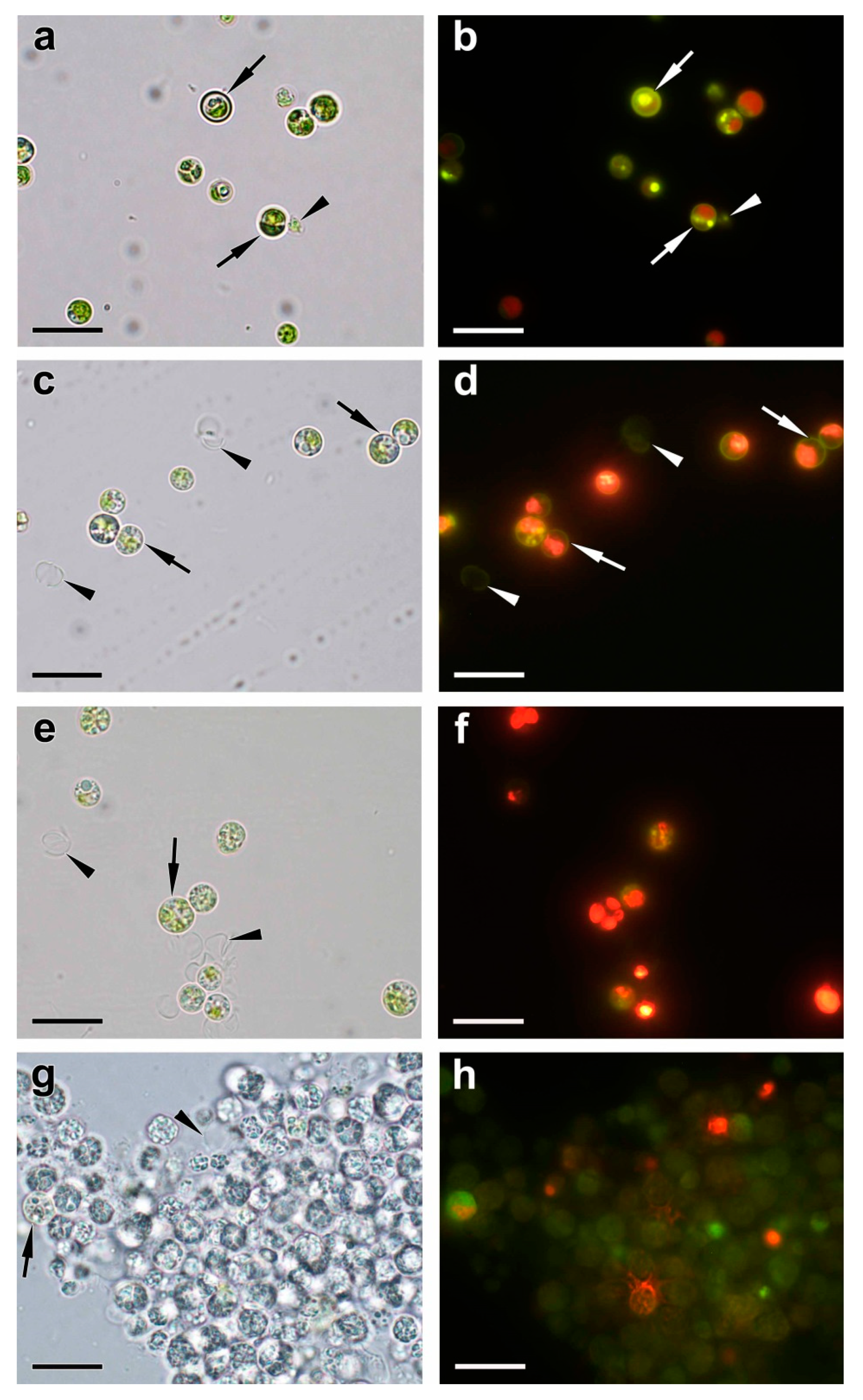 Preprints 71430 g006