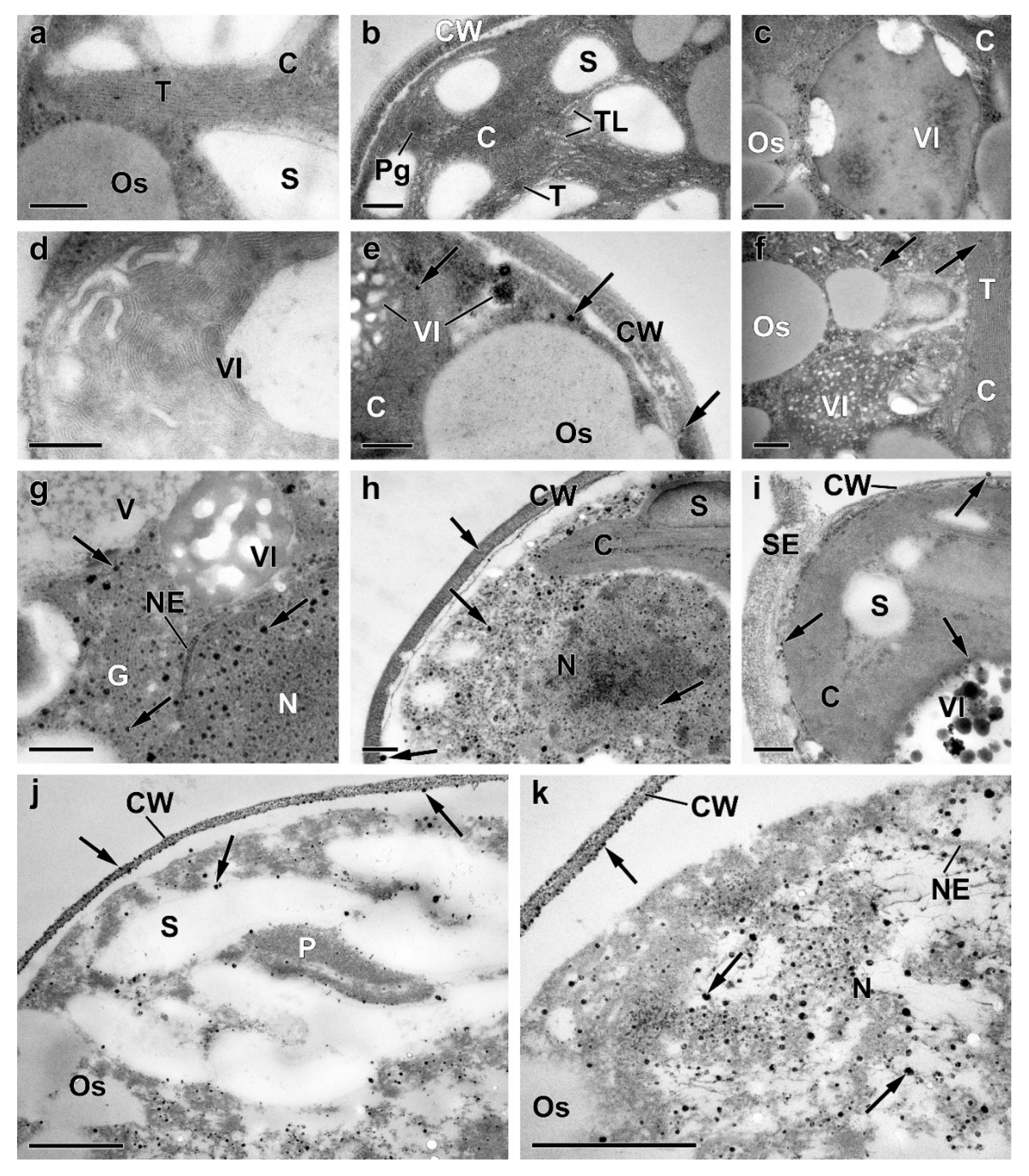 Preprints 71430 g0a1