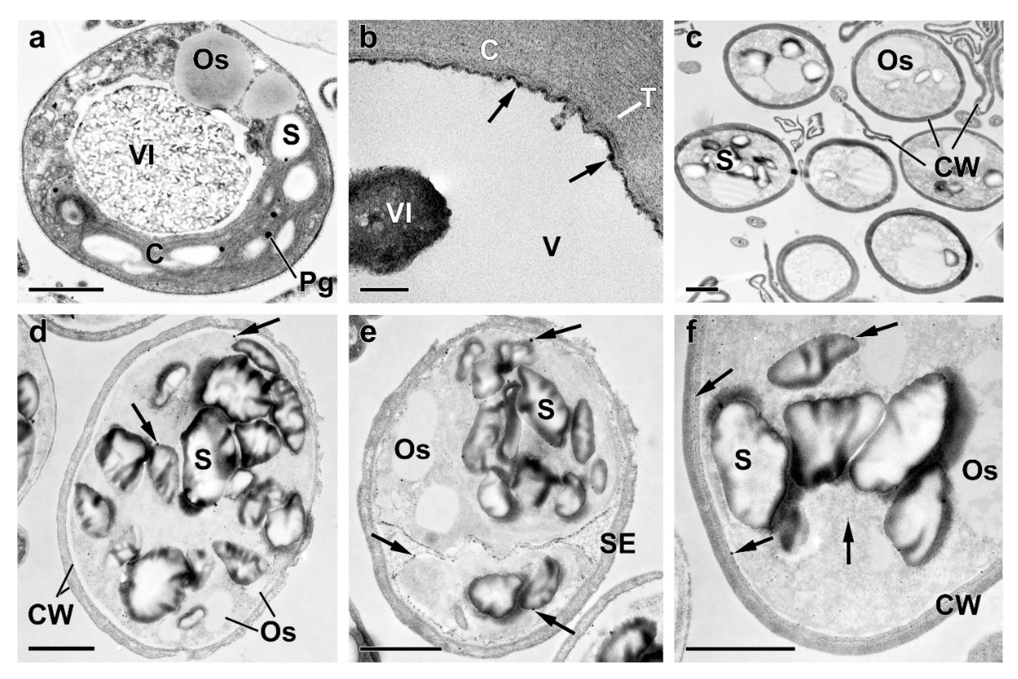 Preprints 71430 g0a2