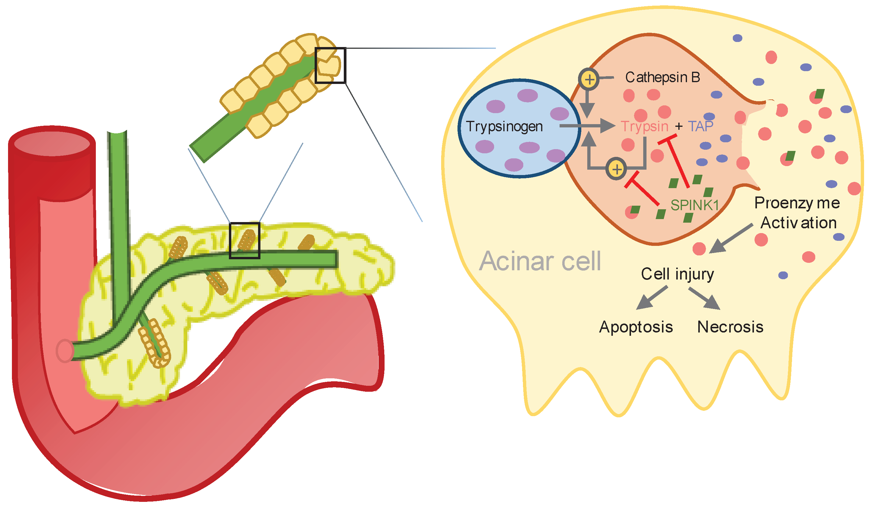 Preprints 100895 g001