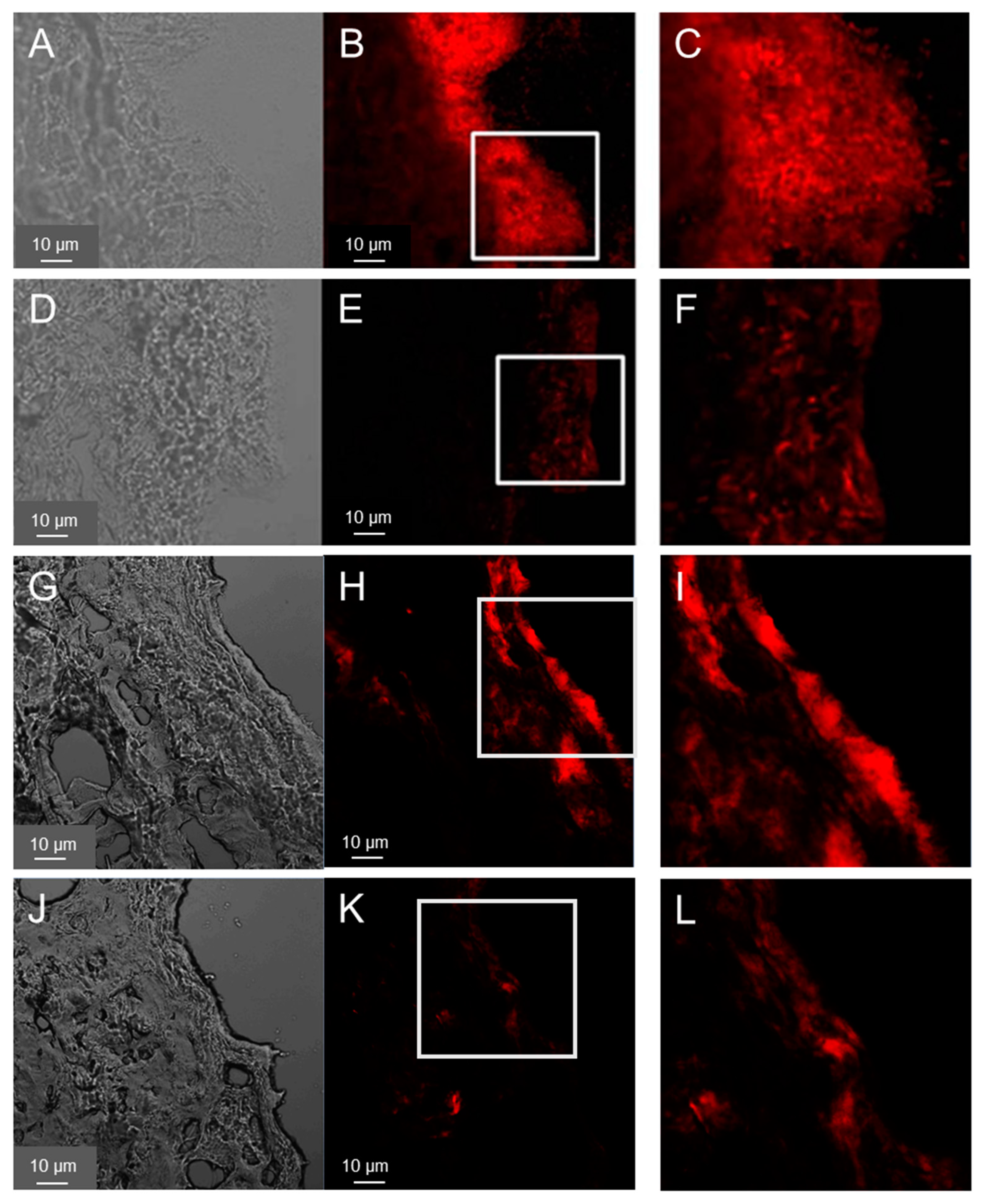 Preprints 75541 g001