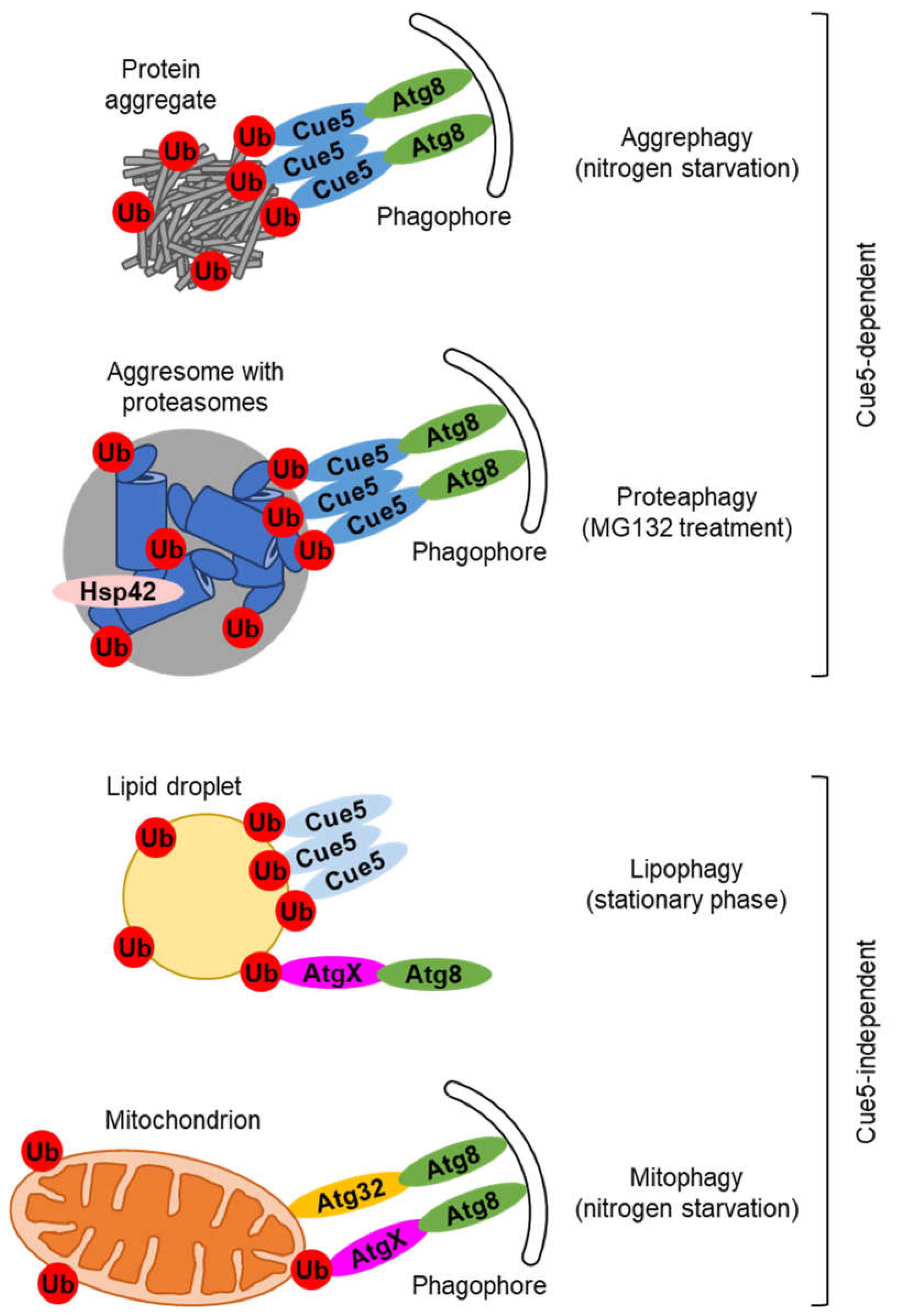 Preprints 66846 g001