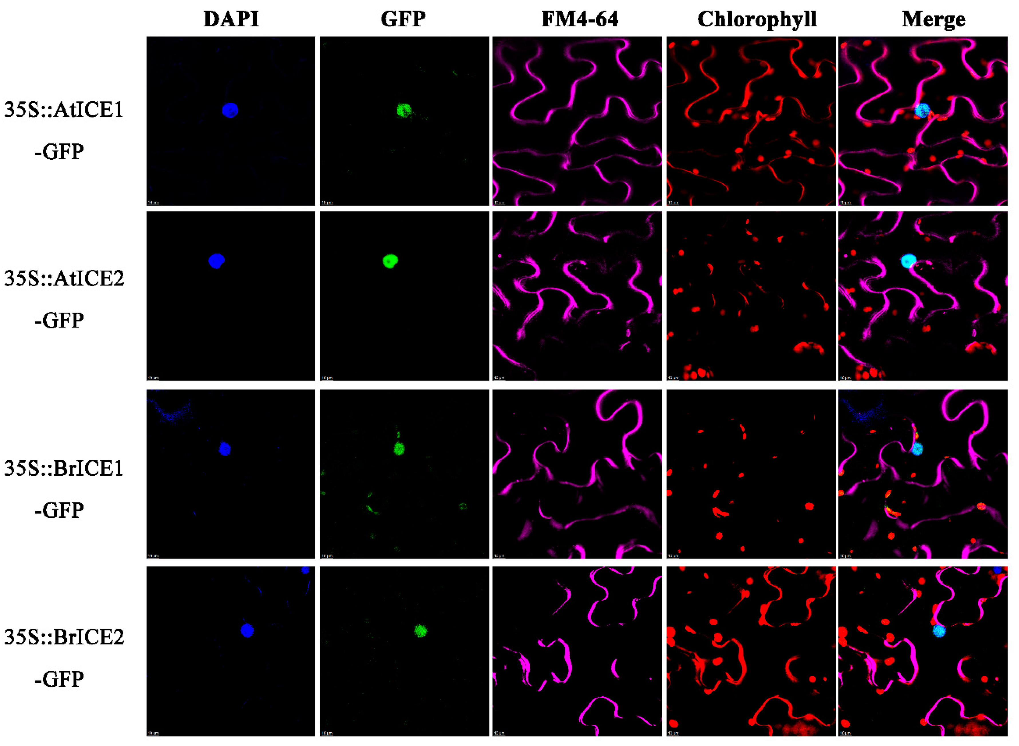 Preprints 117620 g004