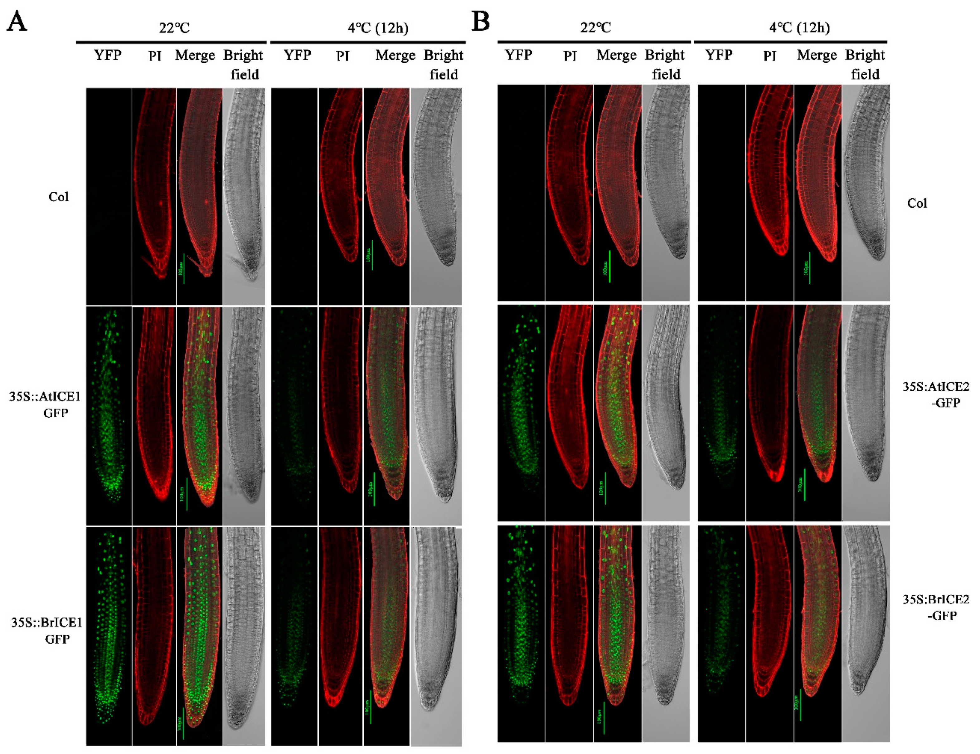 Preprints 117620 g005