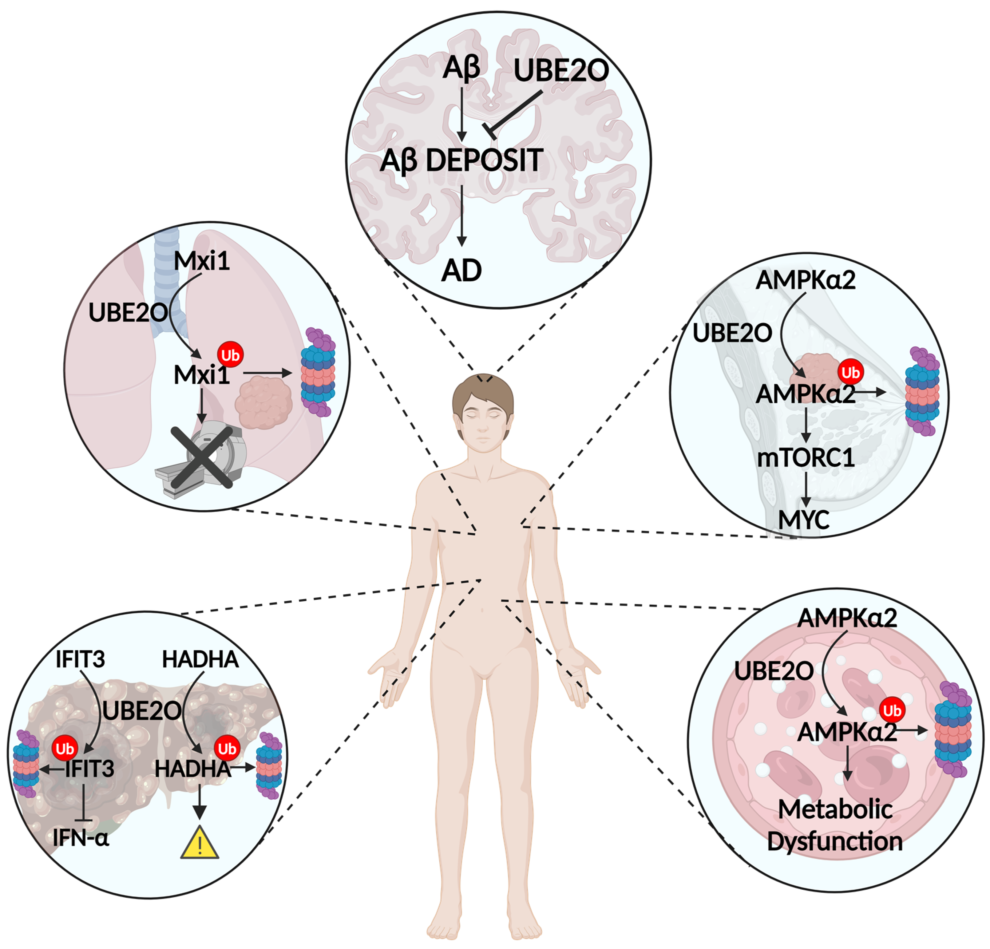 Preprints 111774 g003