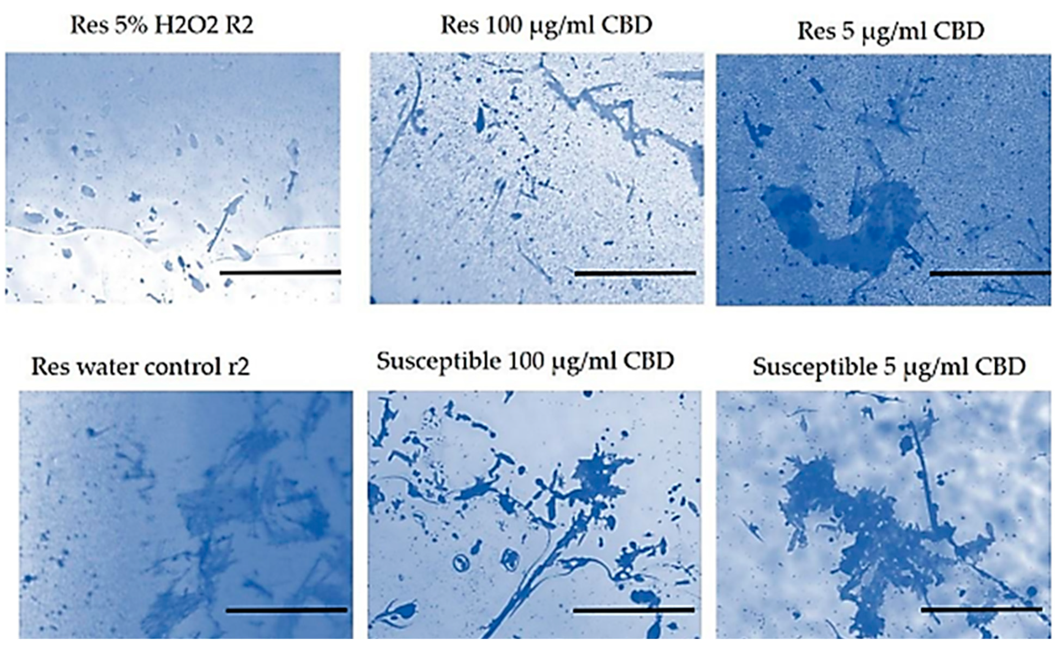 Preprints 107688 g010