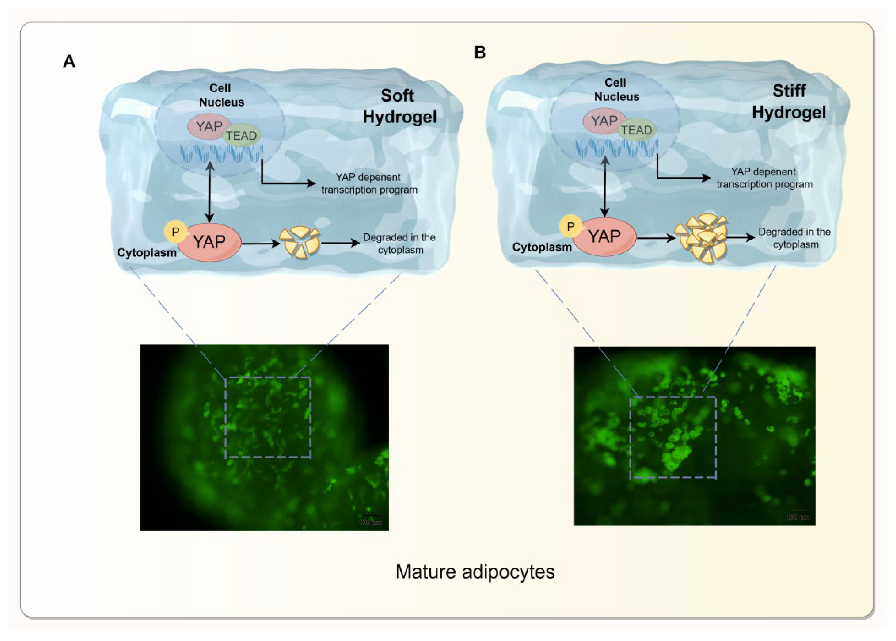 Preprints 120245 g006