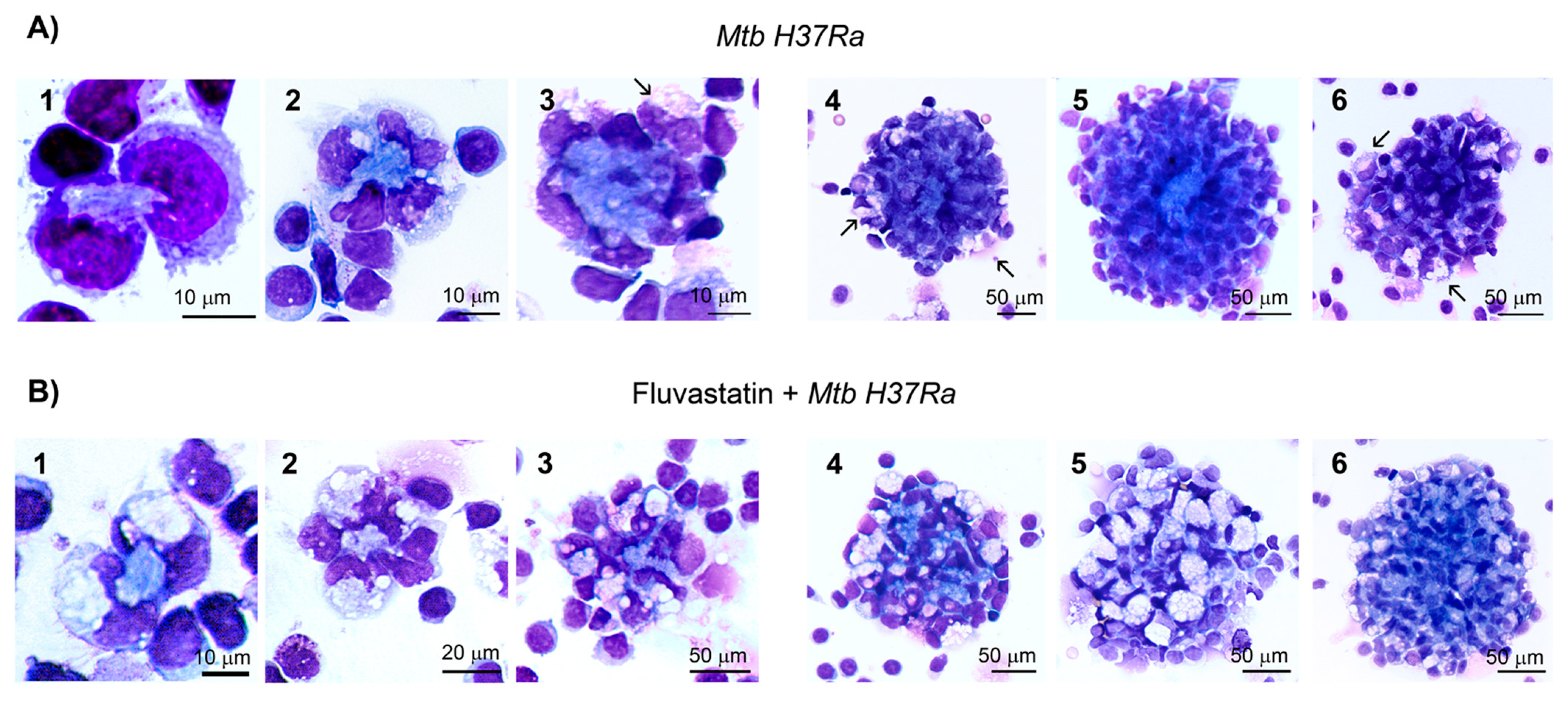 Preprints 90482 g002