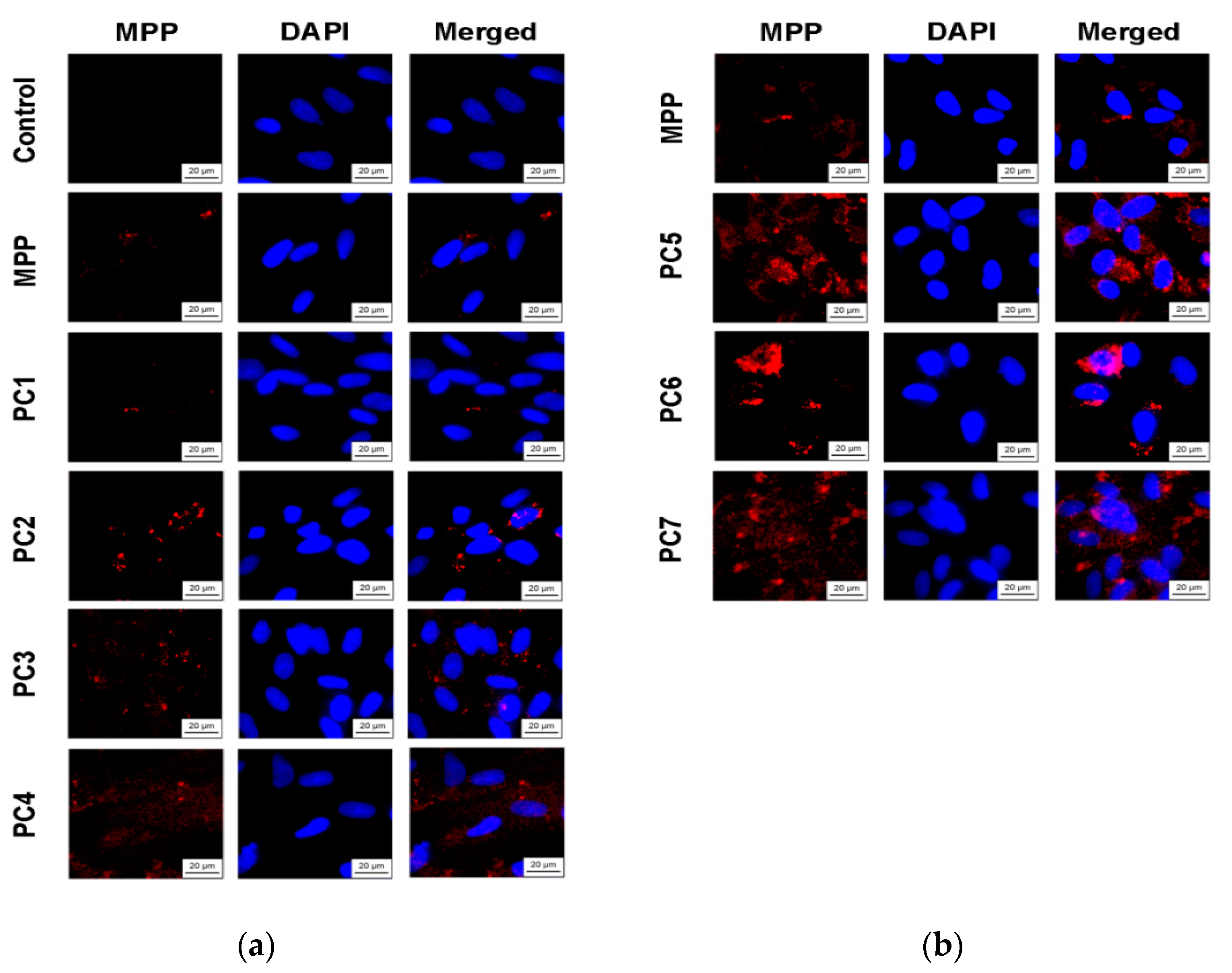 Preprints 108367 g015