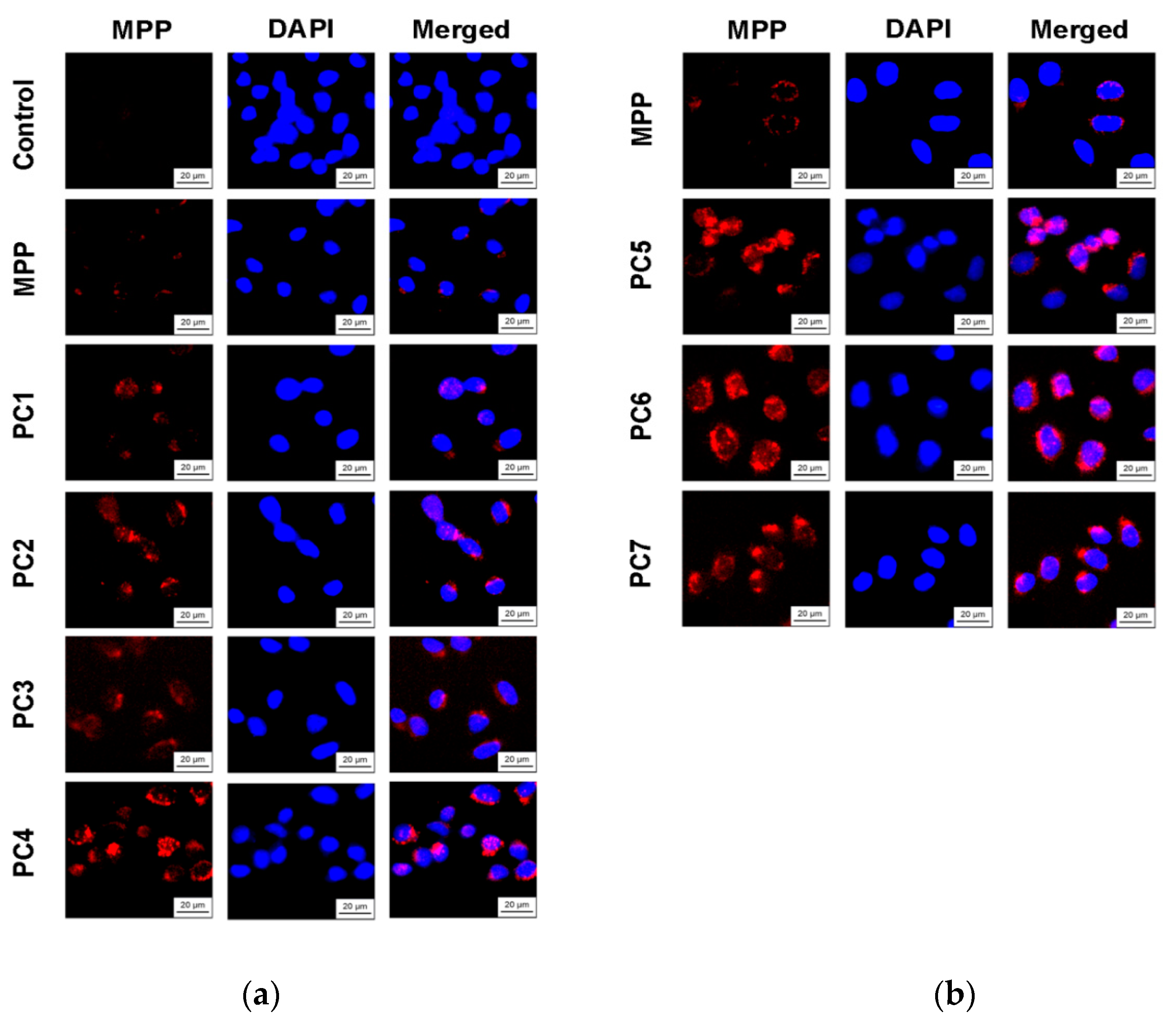 Preprints 108367 g017