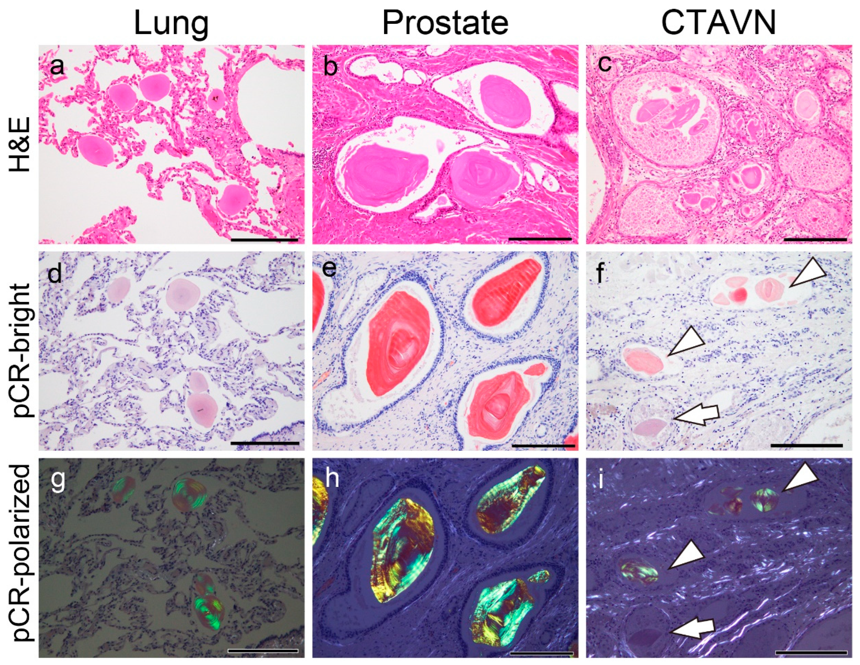 Preprints 100683 g001