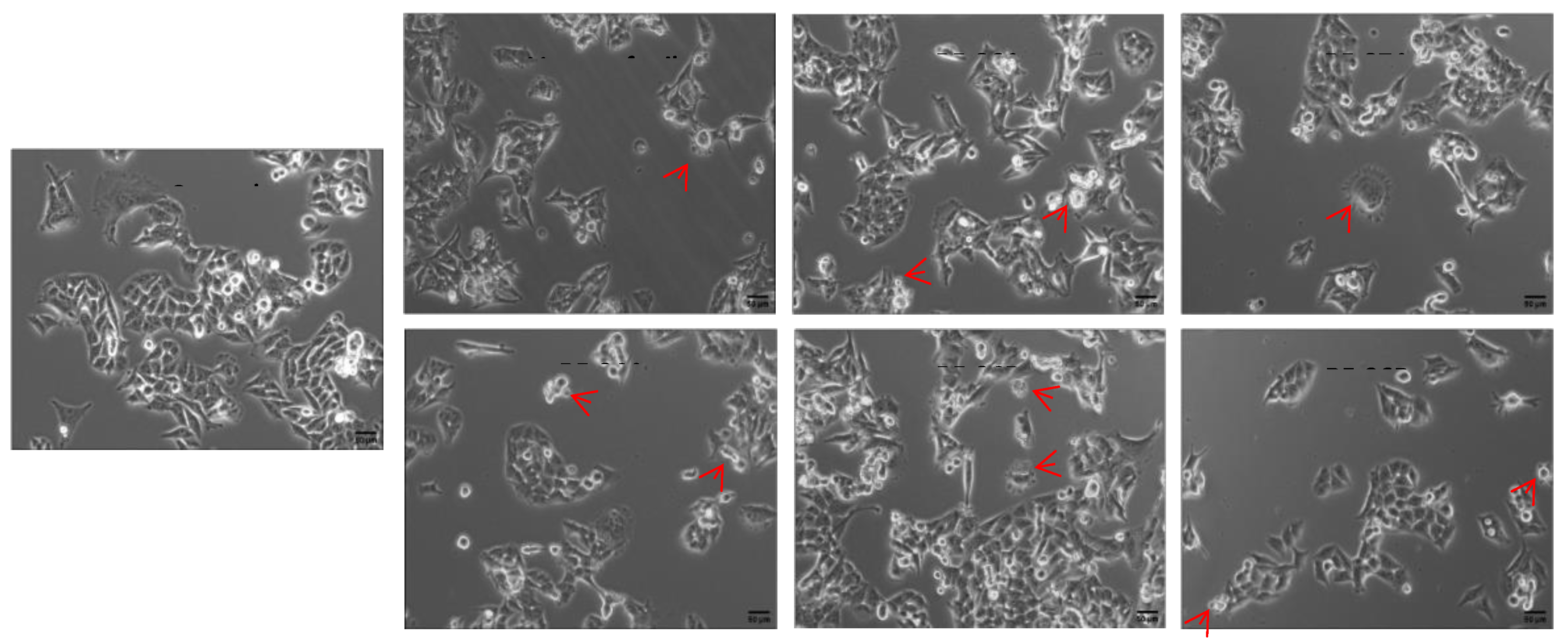 Preprints 104868 g003