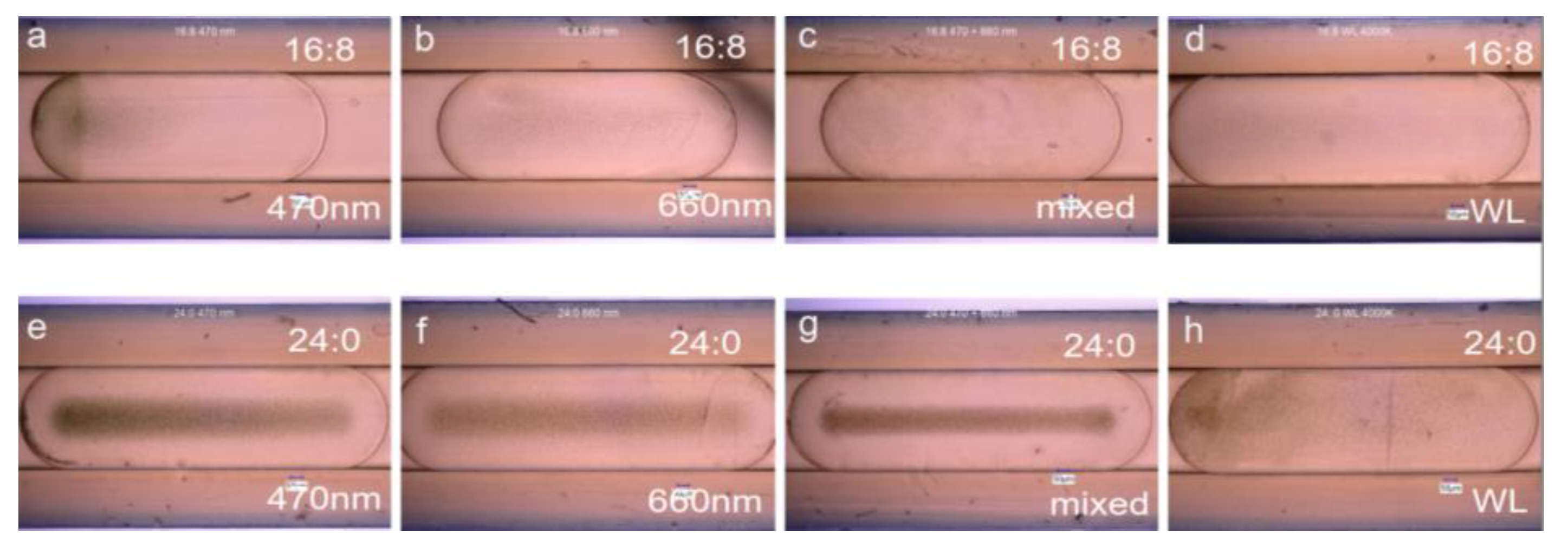 Preprints 120965 g006