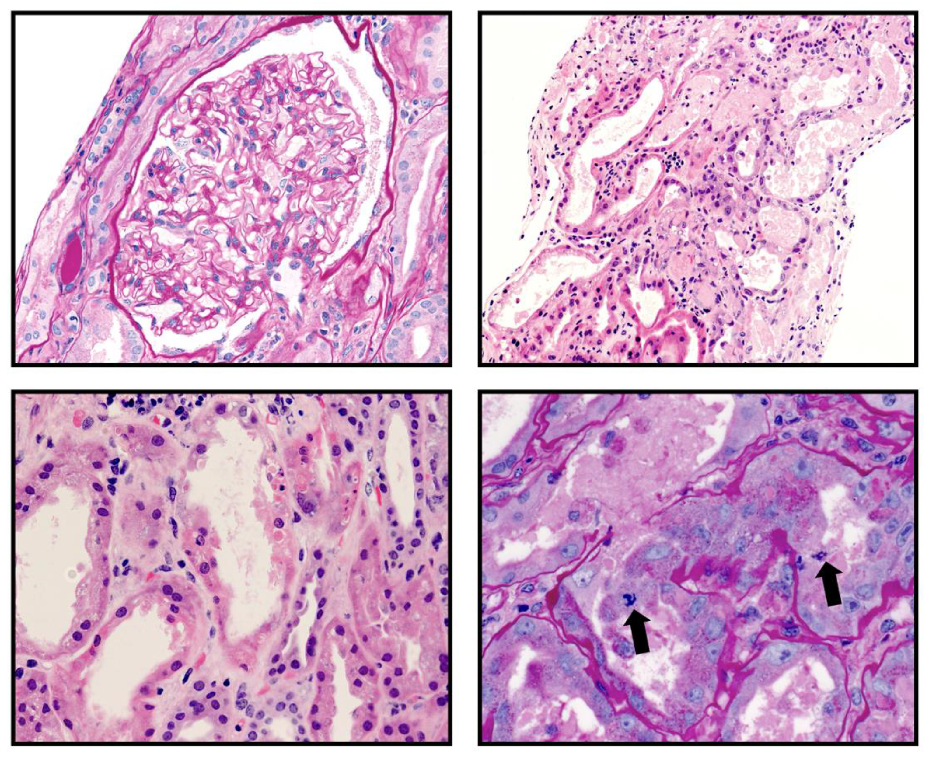 Preprints 119935 g001