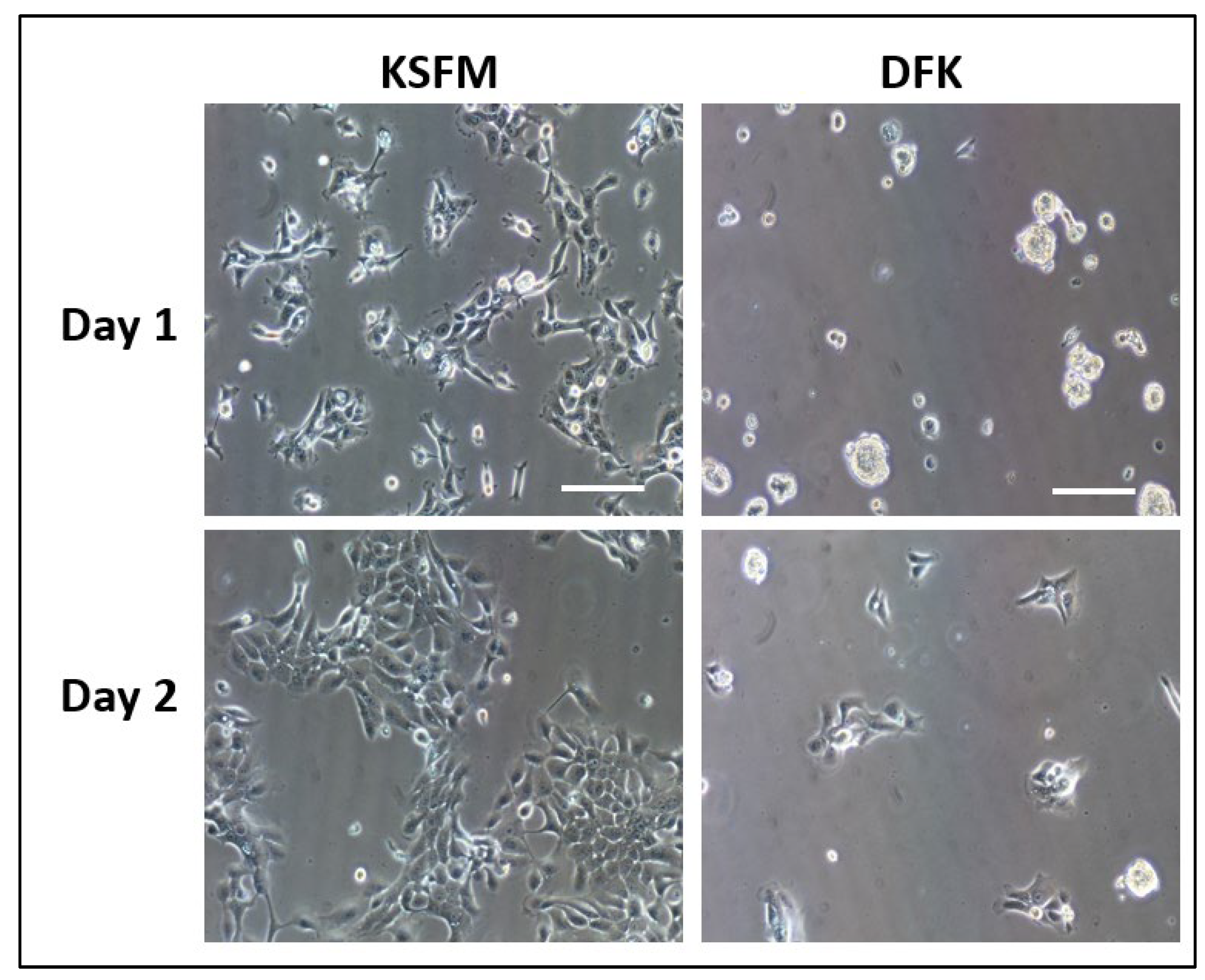 Preprints 67061 g001