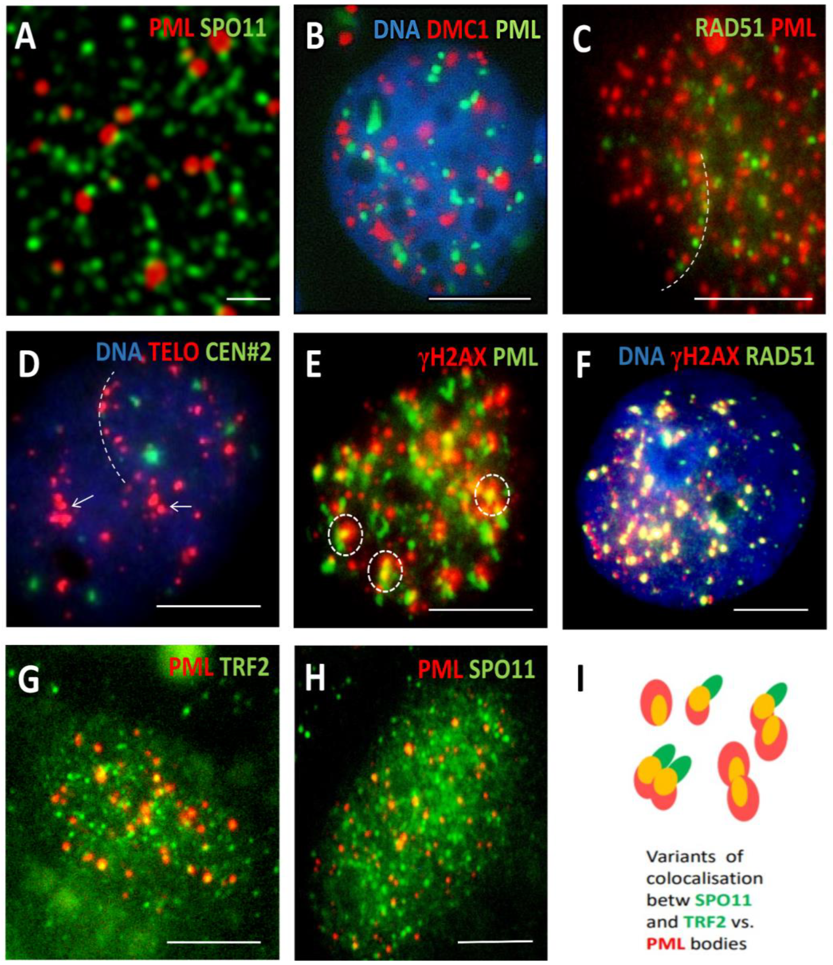 Preprints 95536 g003