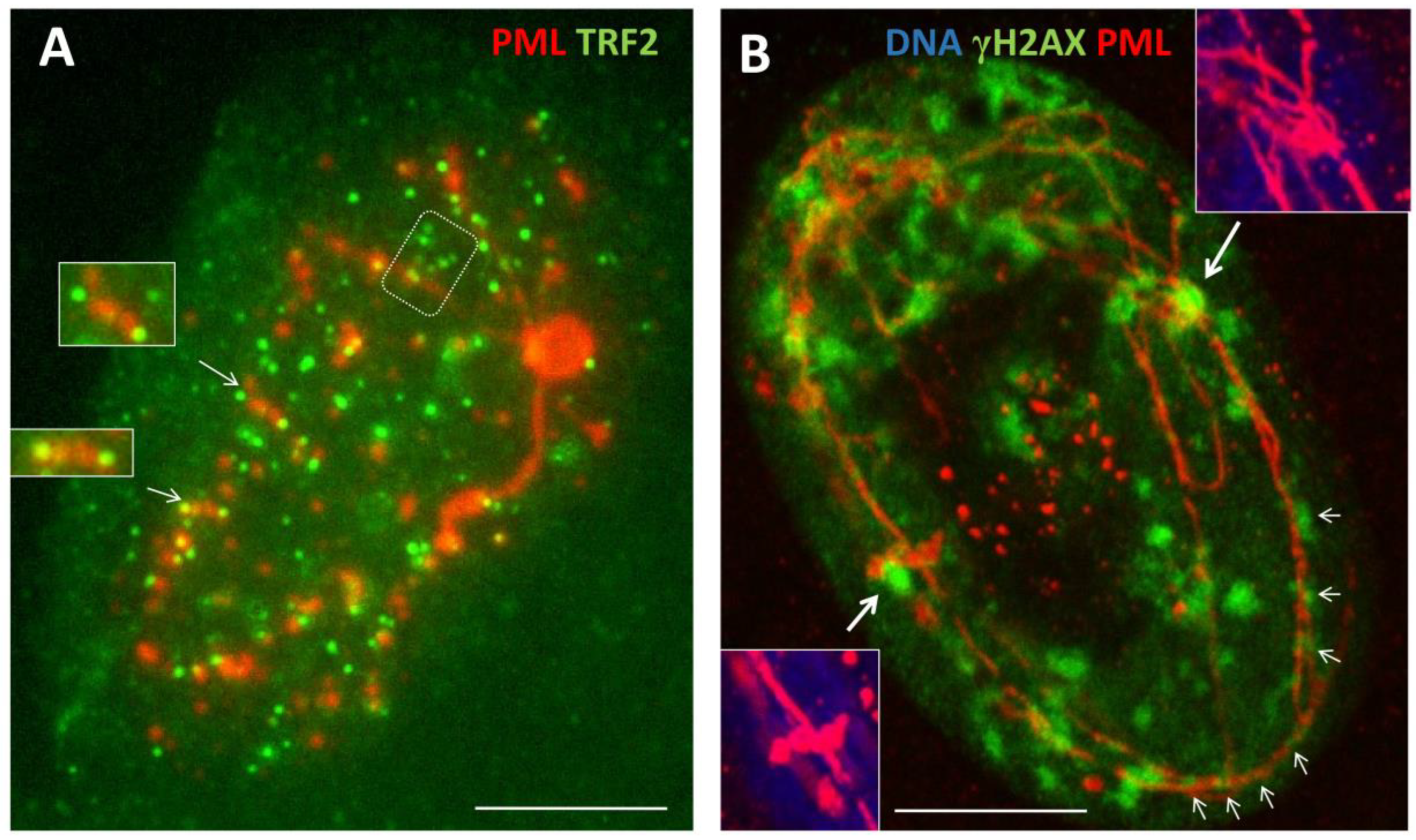 Preprints 95536 g004