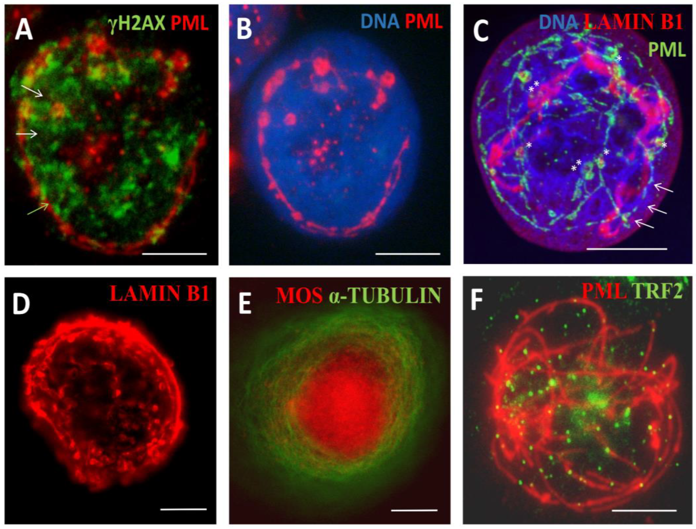 Preprints 95536 g005