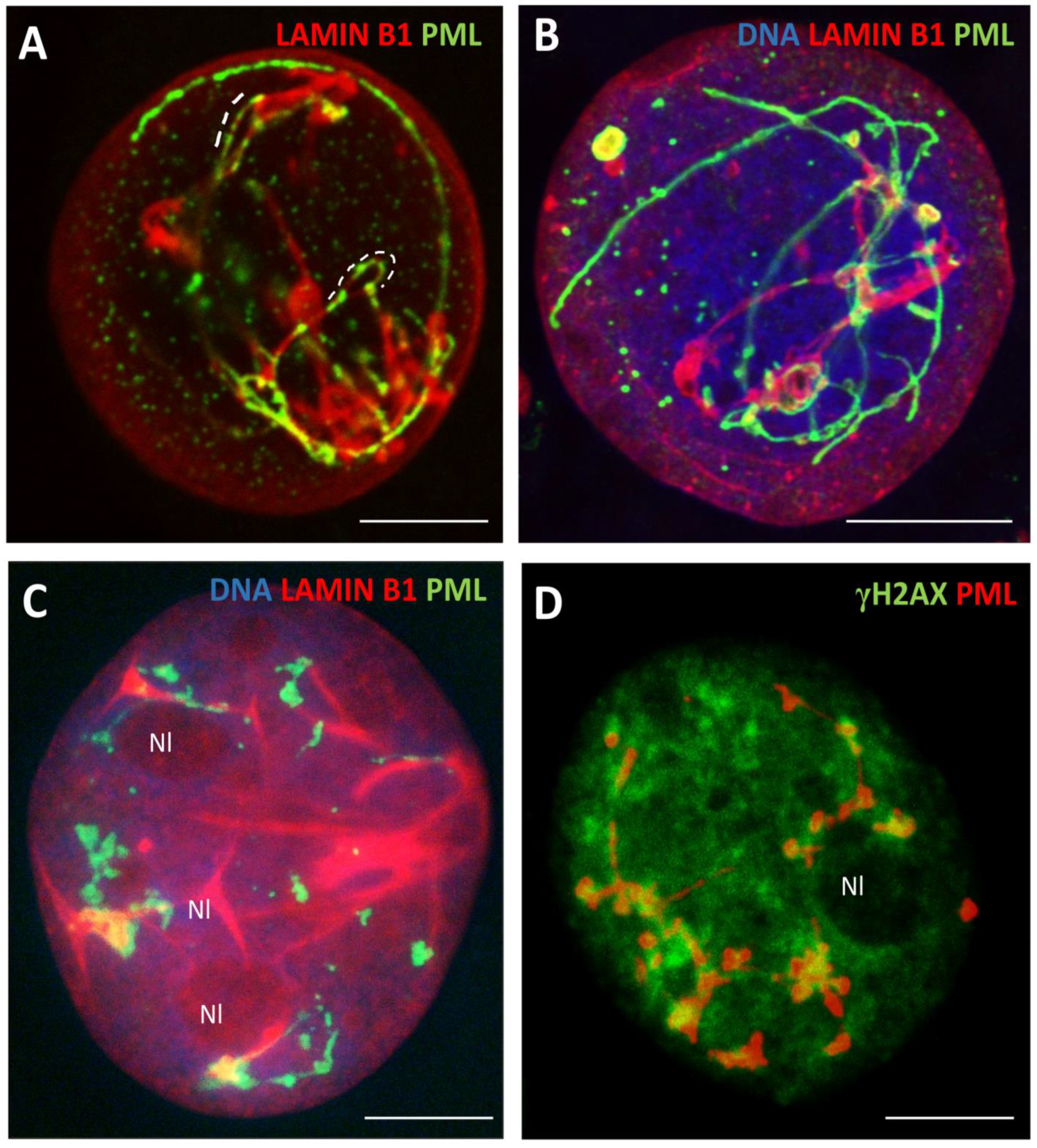 Preprints 95536 g007