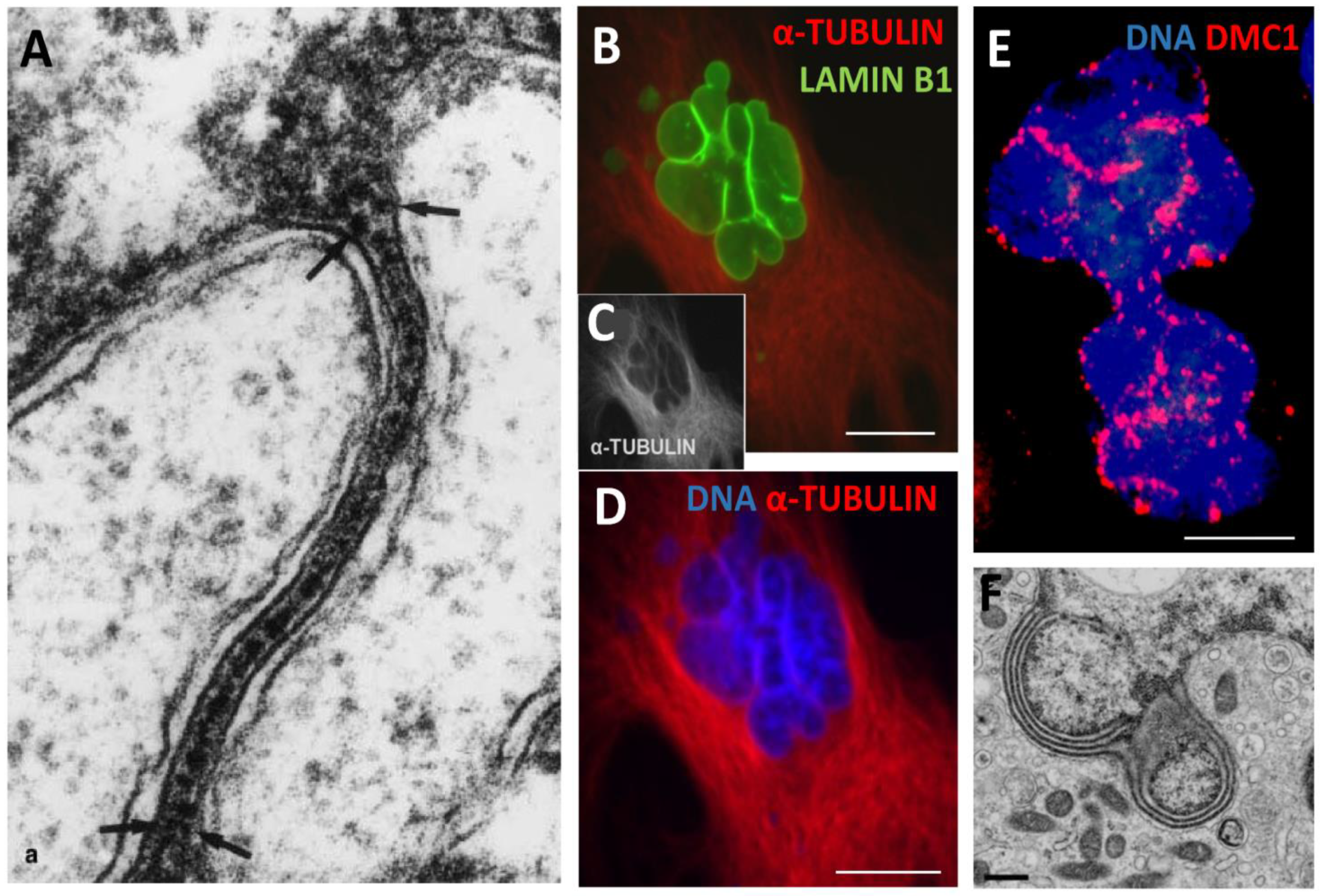 Preprints 95536 g009